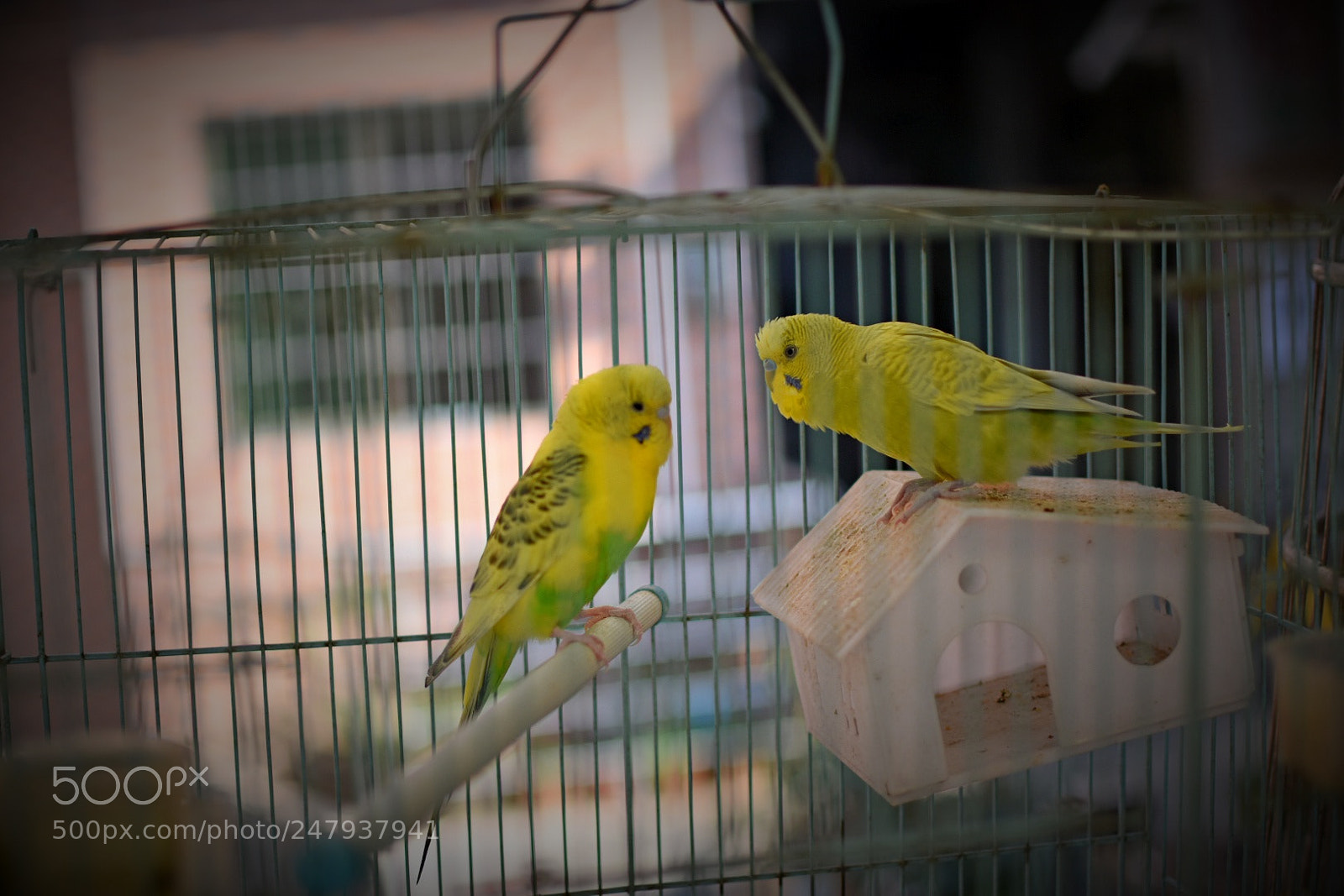 Nikon D3400 sample photo. Little bird photography