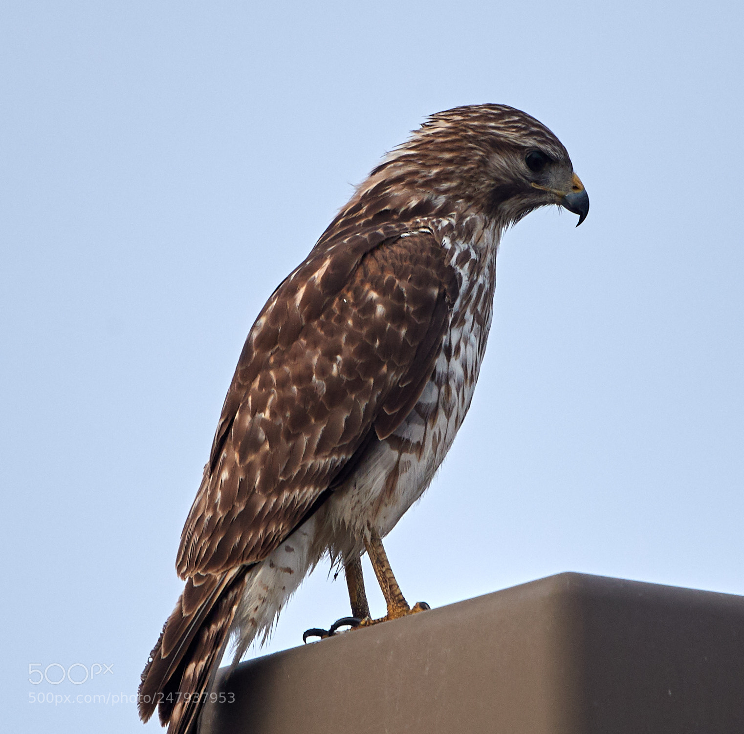 Canon EOS-1D X Mark II sample photo. 03-02-18-0005982.jpg photography