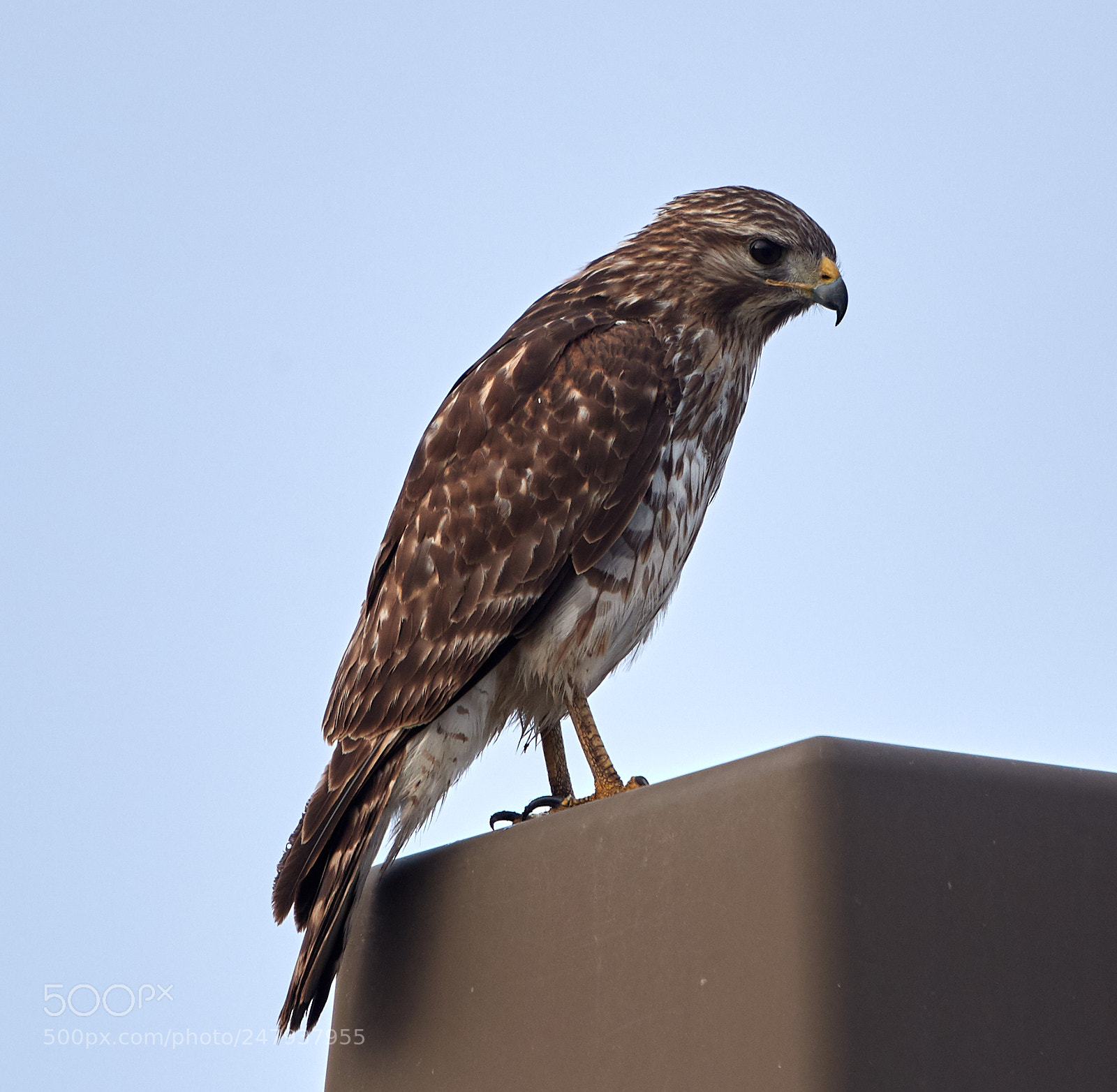 Canon EOS-1D X Mark II sample photo. 03-02-18-0005981.jpg photography