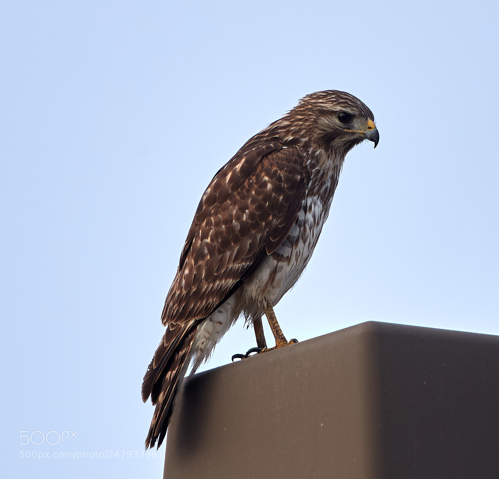 Canon EOS-1D X Mark II sample photo. 03-02-18-0005980.jpg photography
