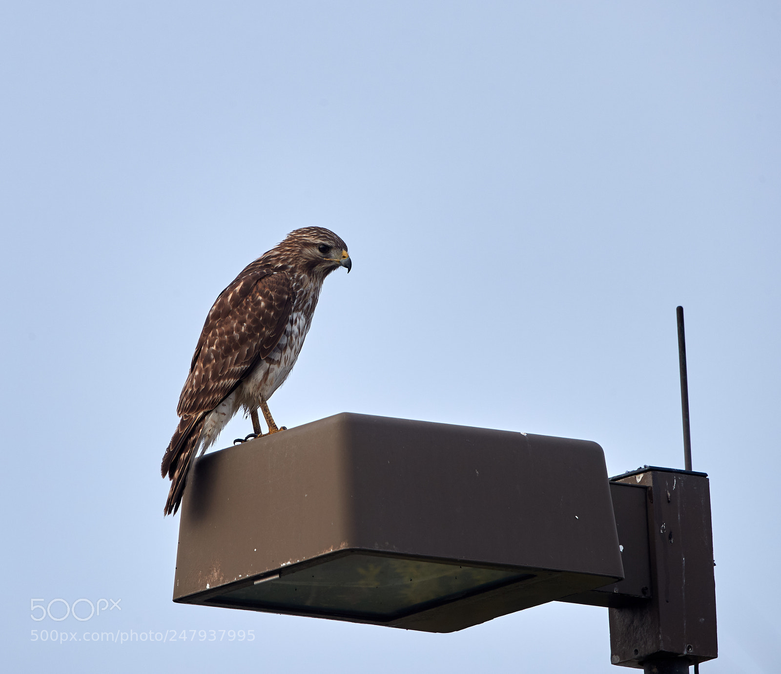 Canon EOS-1D X Mark II sample photo. 03-02-18-0005979.jpg photography