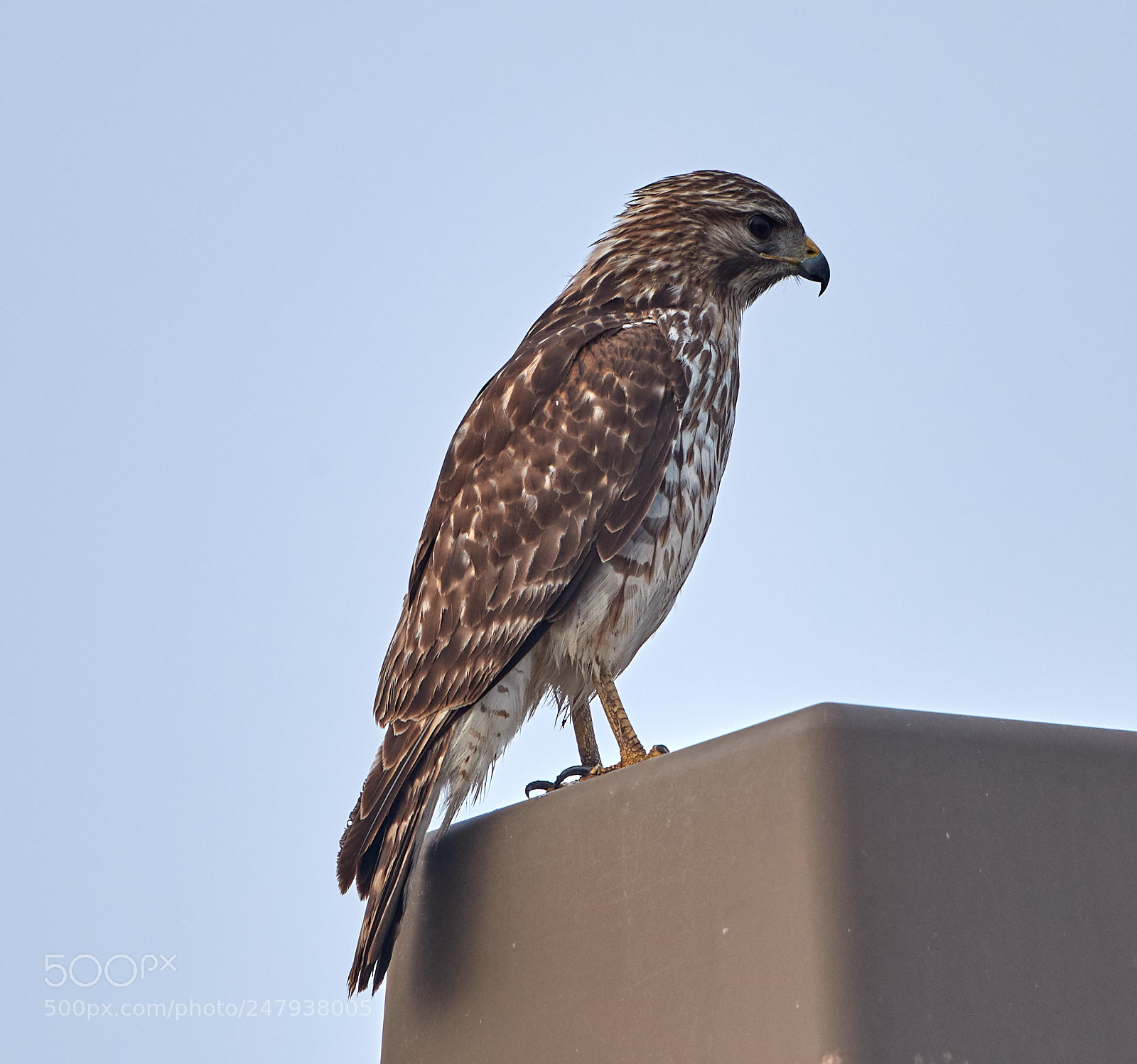 Canon EOS-1D X Mark II sample photo. 03-02-18-0005977.jpg photography