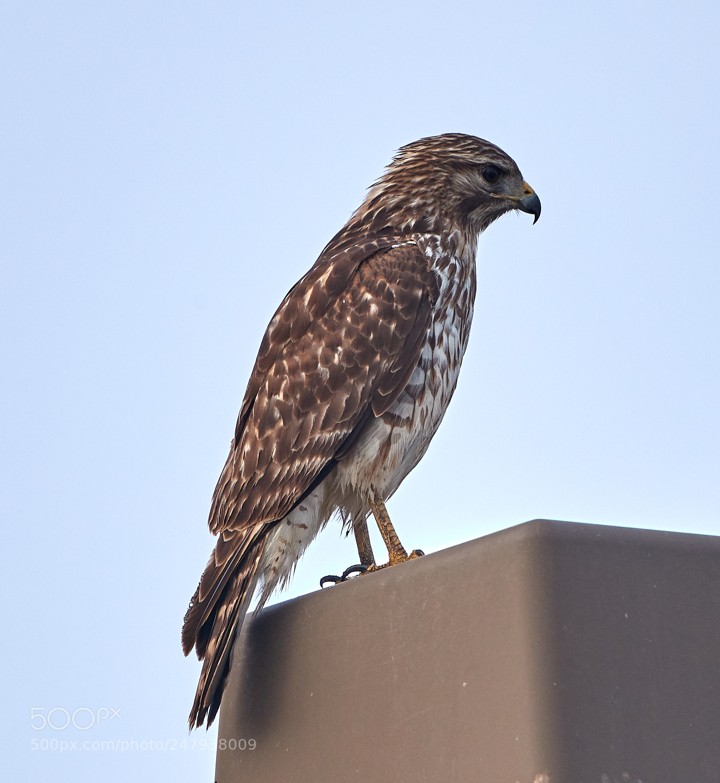 Canon EOS-1D X Mark II sample photo. 03-02-18-0005978.jpg photography