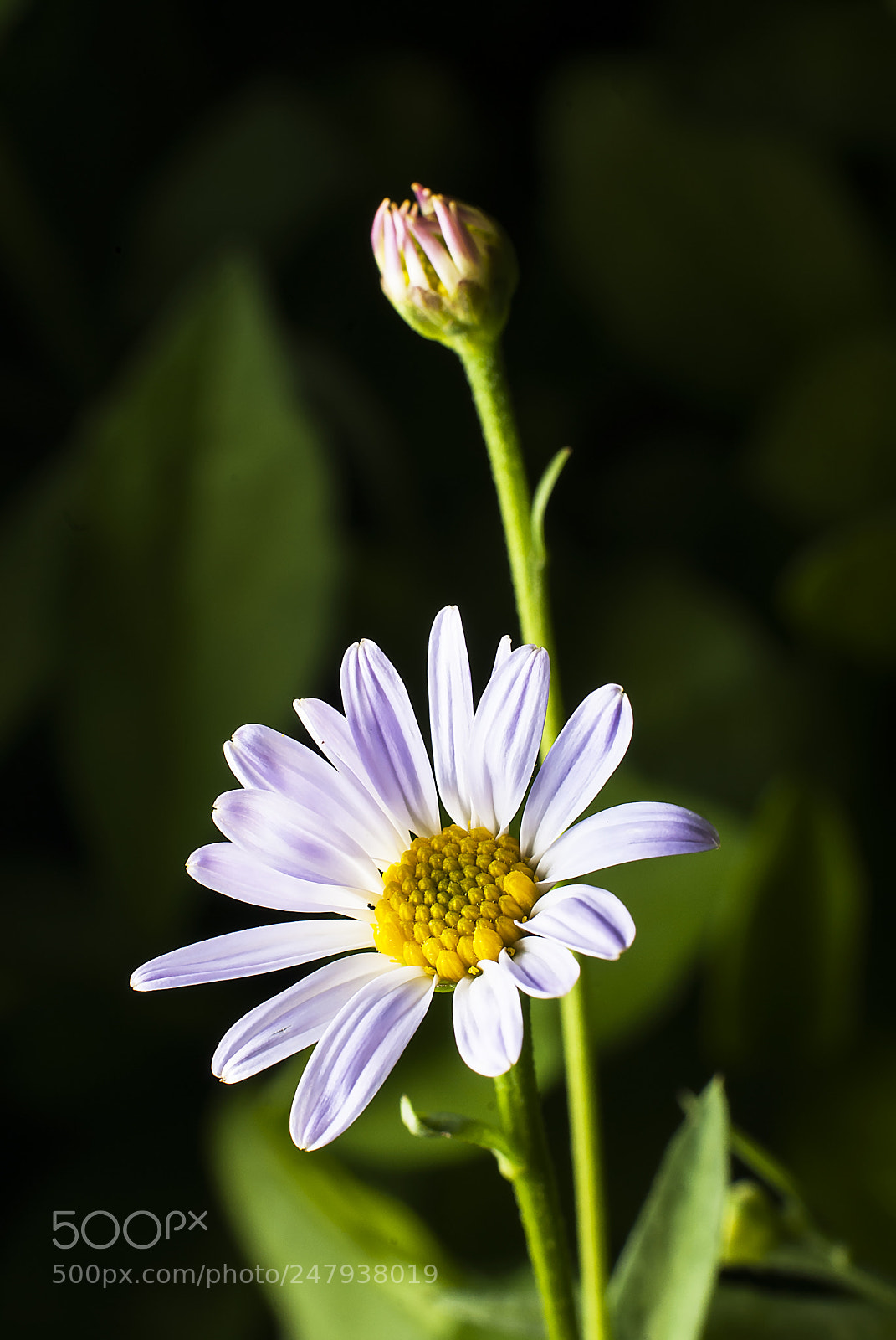 Nikon D200 sample photo. Cuc hoa my photography