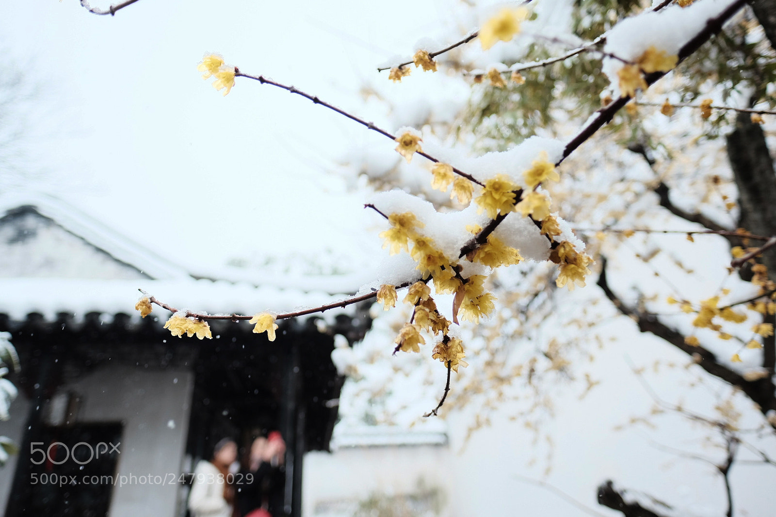 Fujifilm X-E2 sample photo. Chimonanthus in humble administrator's photography