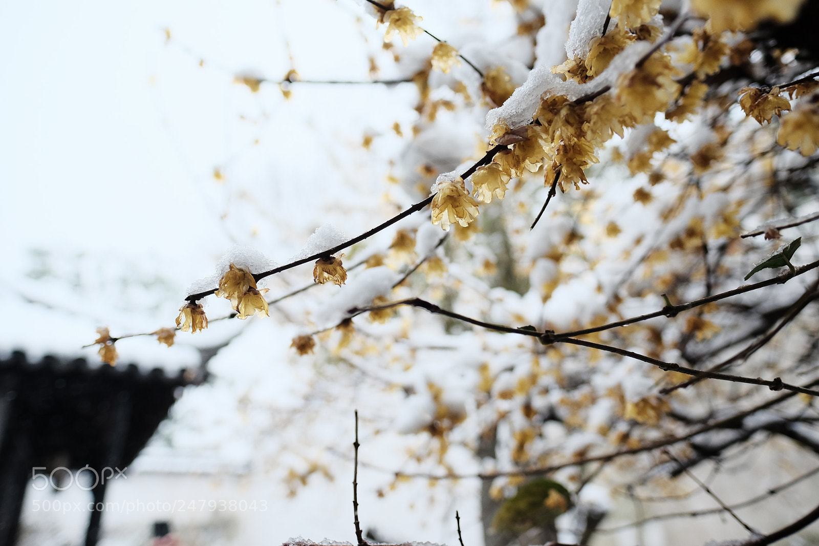 Fujifilm X-E2 sample photo. Chimonanthus in humble administrator's photography