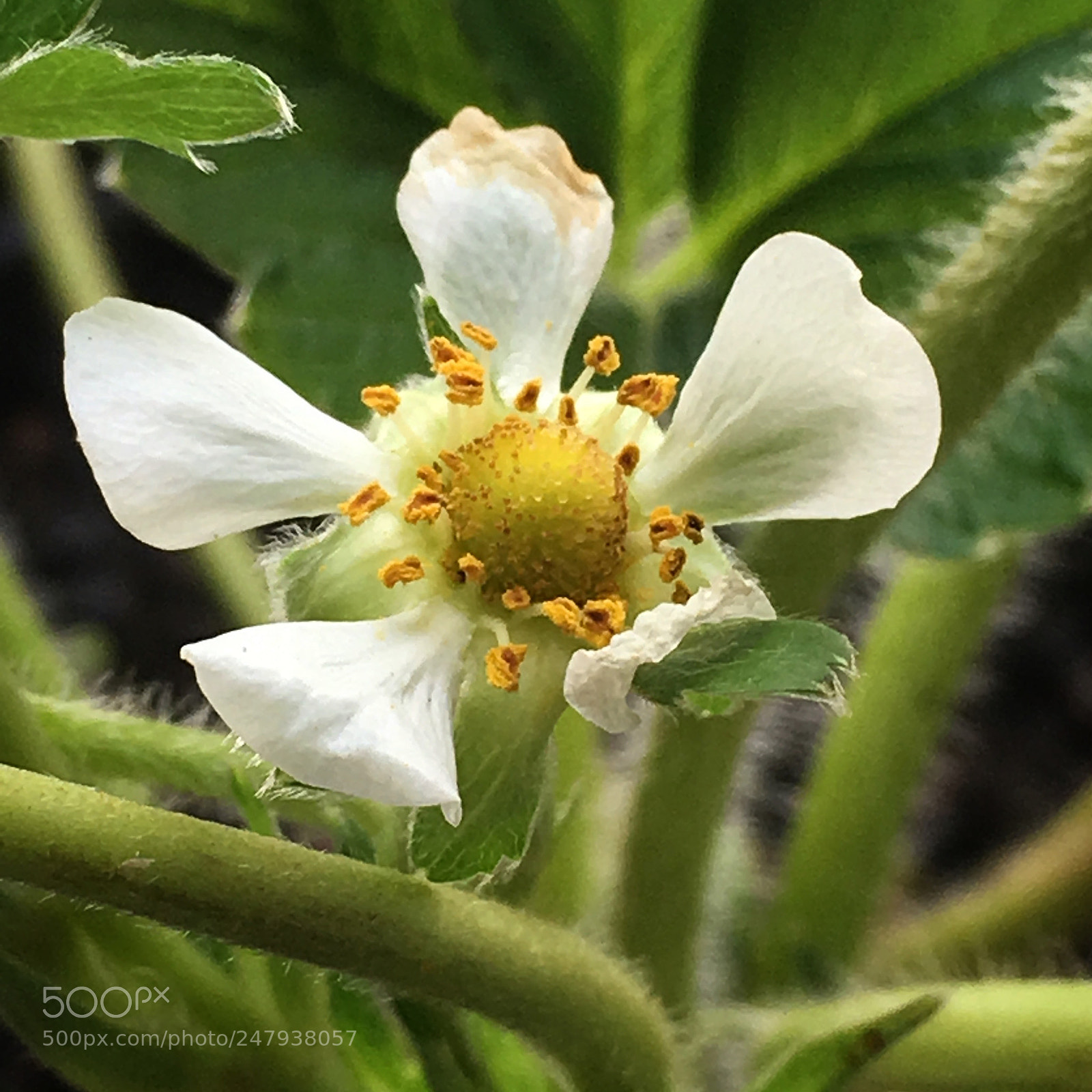 Apple iPhone SE sample photo. Strawberry flower photography