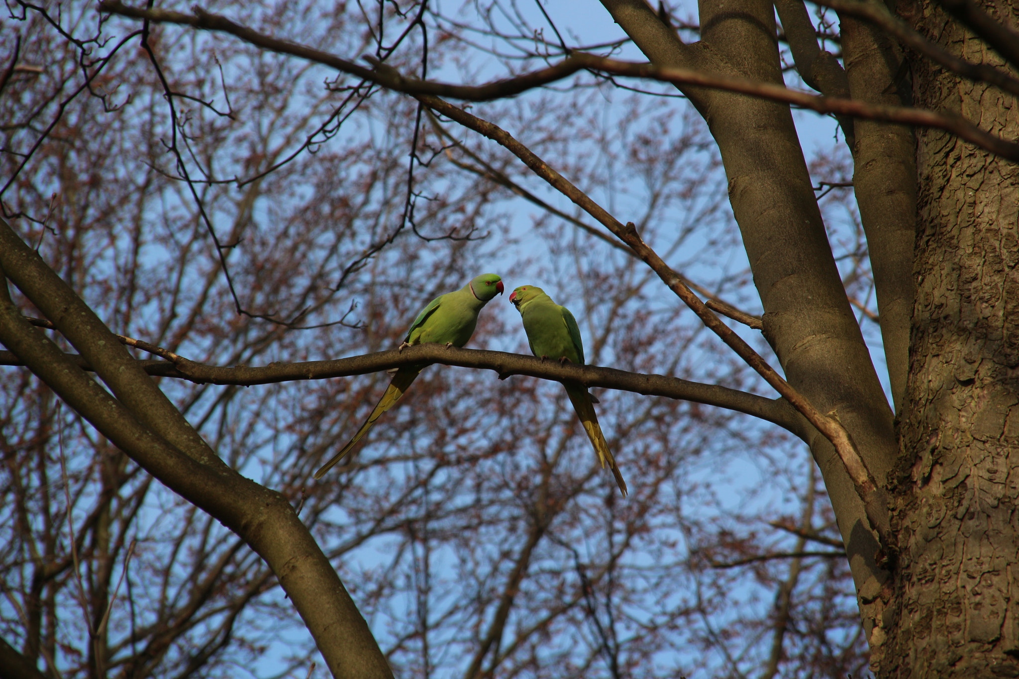 Canon EOS 650D (EOS Rebel T4i / EOS Kiss X6i) + Sigma 18-200mm f/3.5-6.3 DC OS sample photo. Parakeets photography