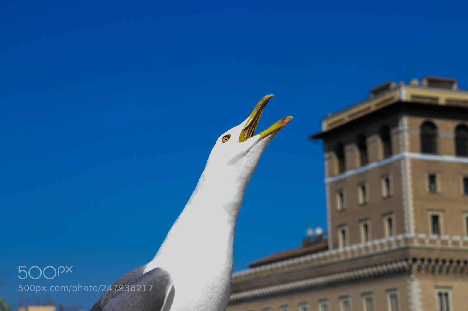 Canon EOS 200D (EOS Rebel SL2 / EOS Kiss X9) sample photo. Seagull photography