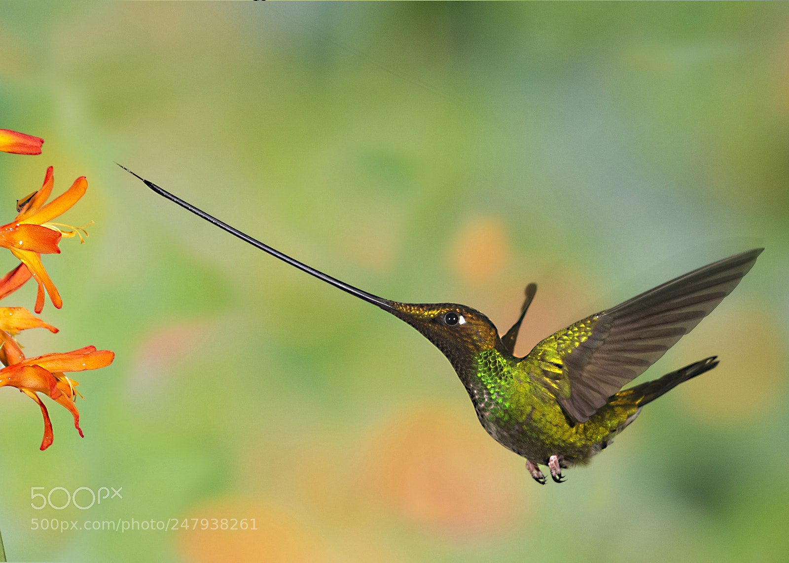 Canon EOS-1D X sample photo. Sword billed humming bird photography