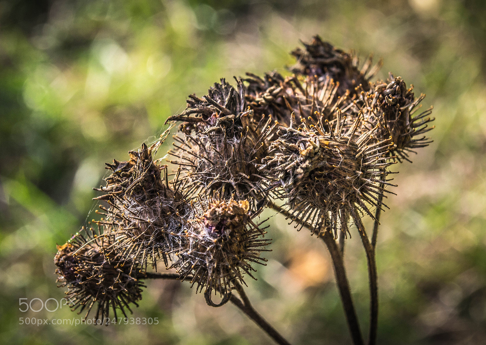 Nikon D3100 sample photo. Аgrimony photography