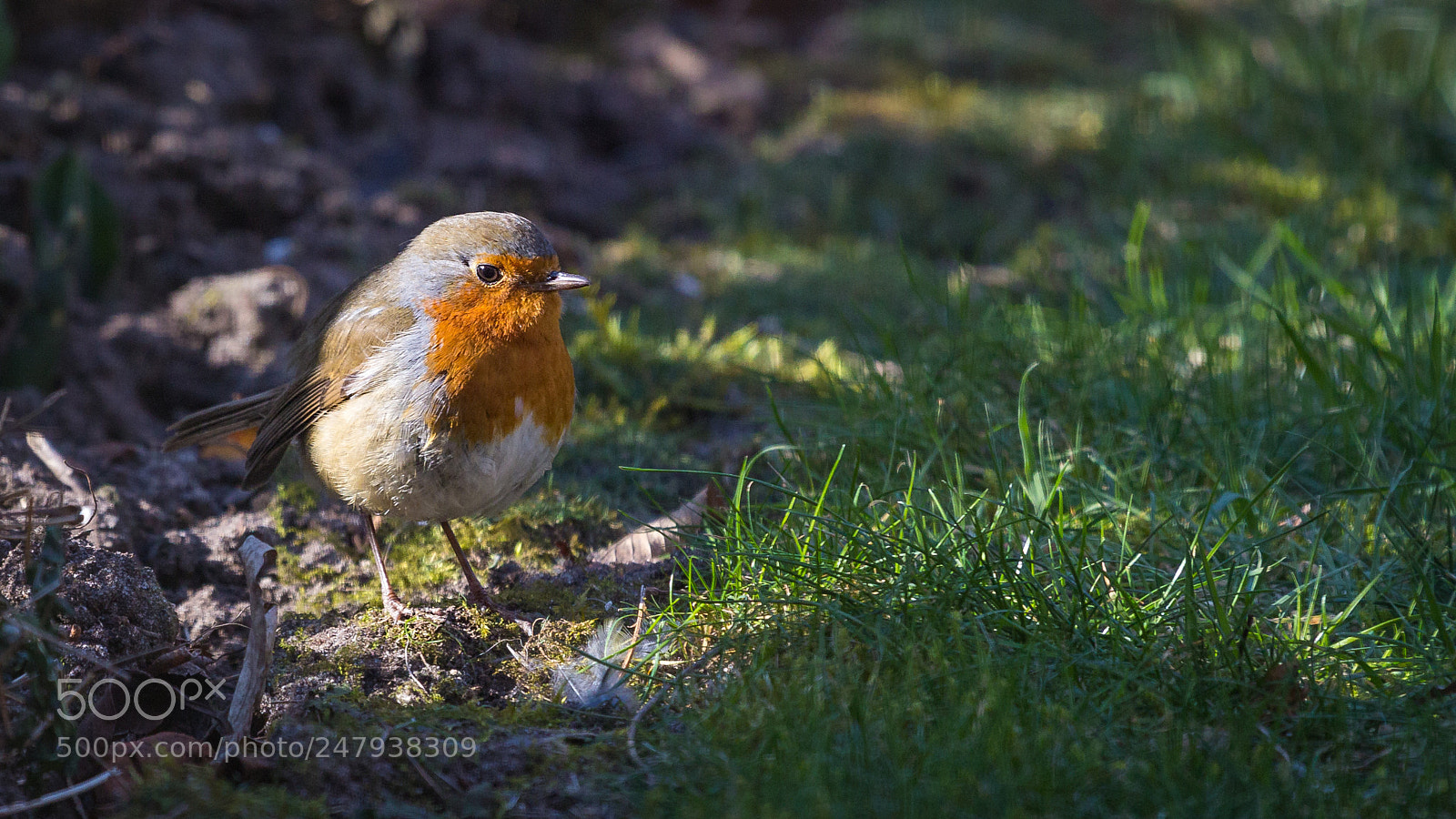 Canon EOS 60D sample photo. Rotkehlchen (erithacus rubecula) photography