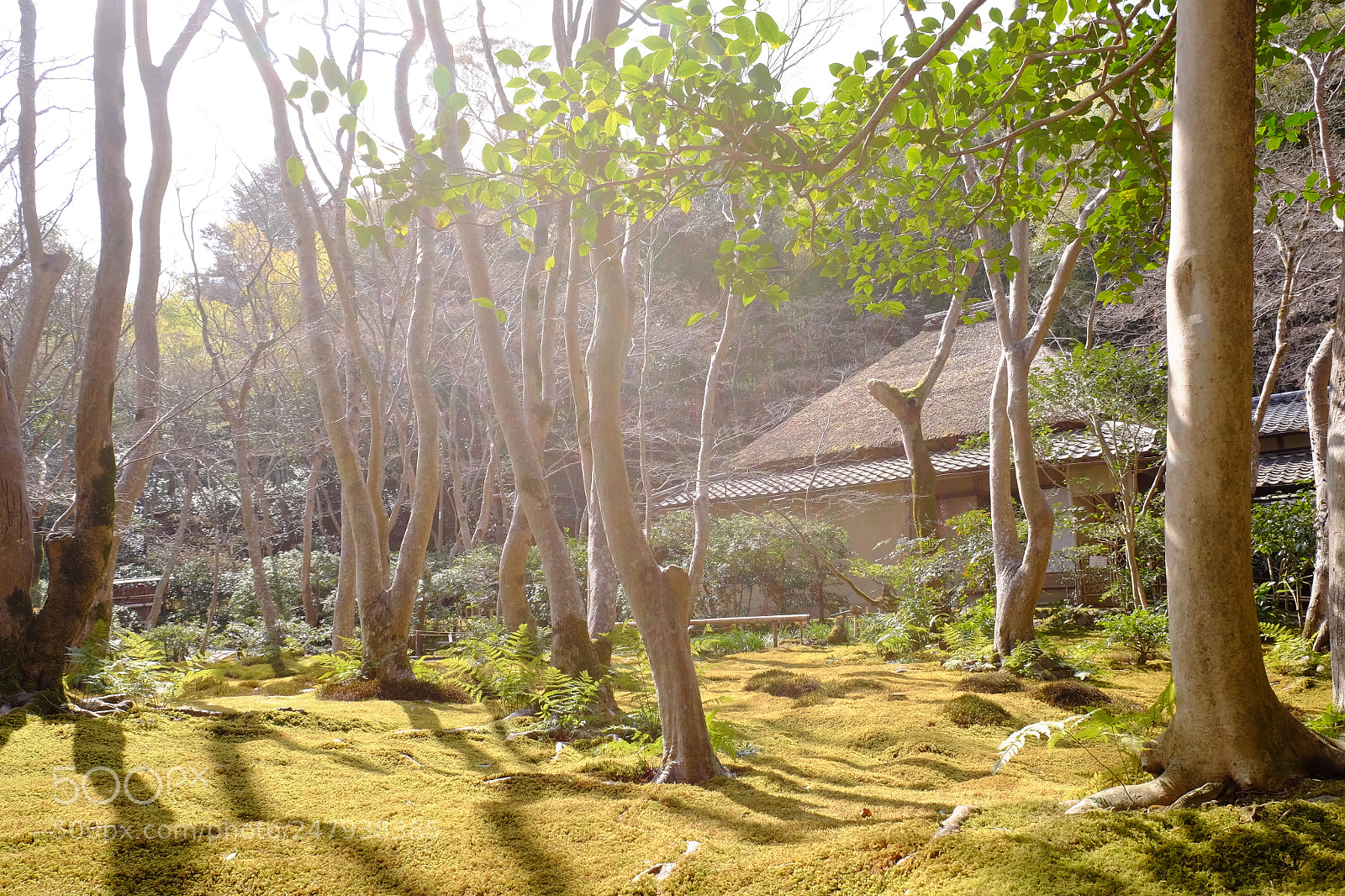 Fujifilm X-T1 sample photo. Gio-ji temple photography