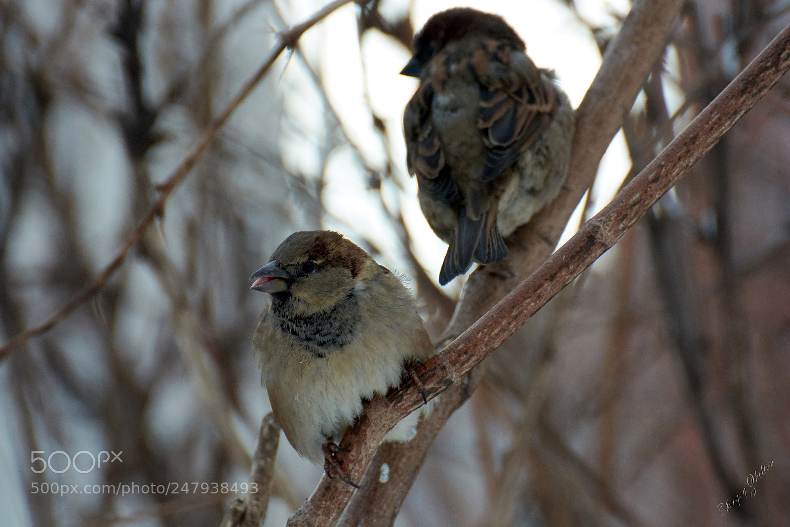 Nikon D7100 sample photo. Talked photography