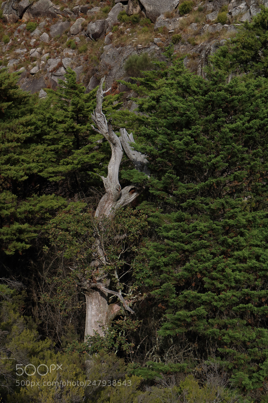 Canon EOS 750D (EOS Rebel T6i / EOS Kiss X8i) sample photo. Death among life photography