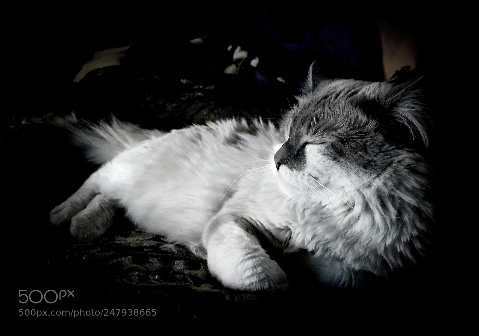Samsung Galaxy S8+ sample photo. Cat 2 photography