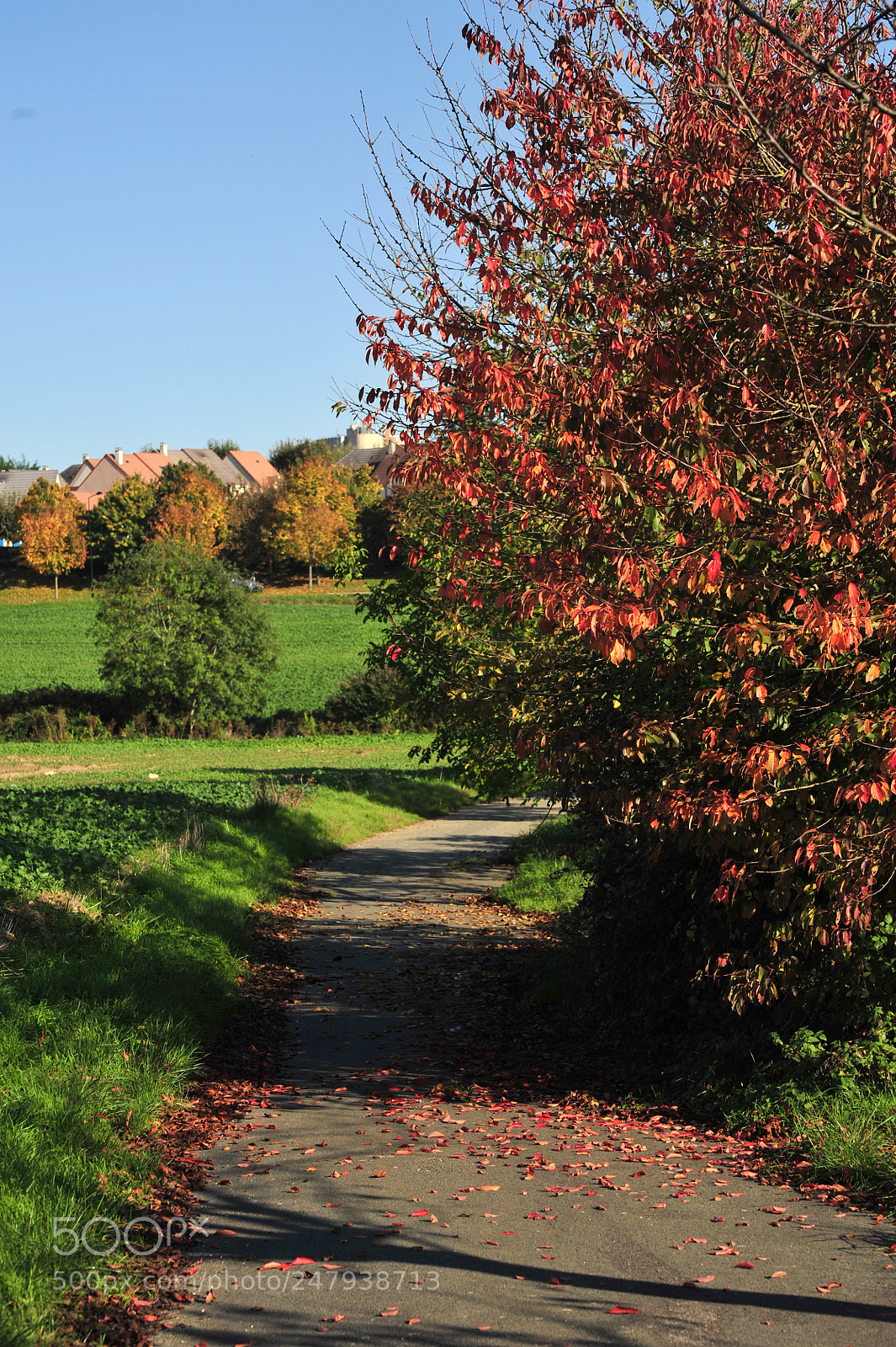 Nikon D700 sample photo. Chemin. photography