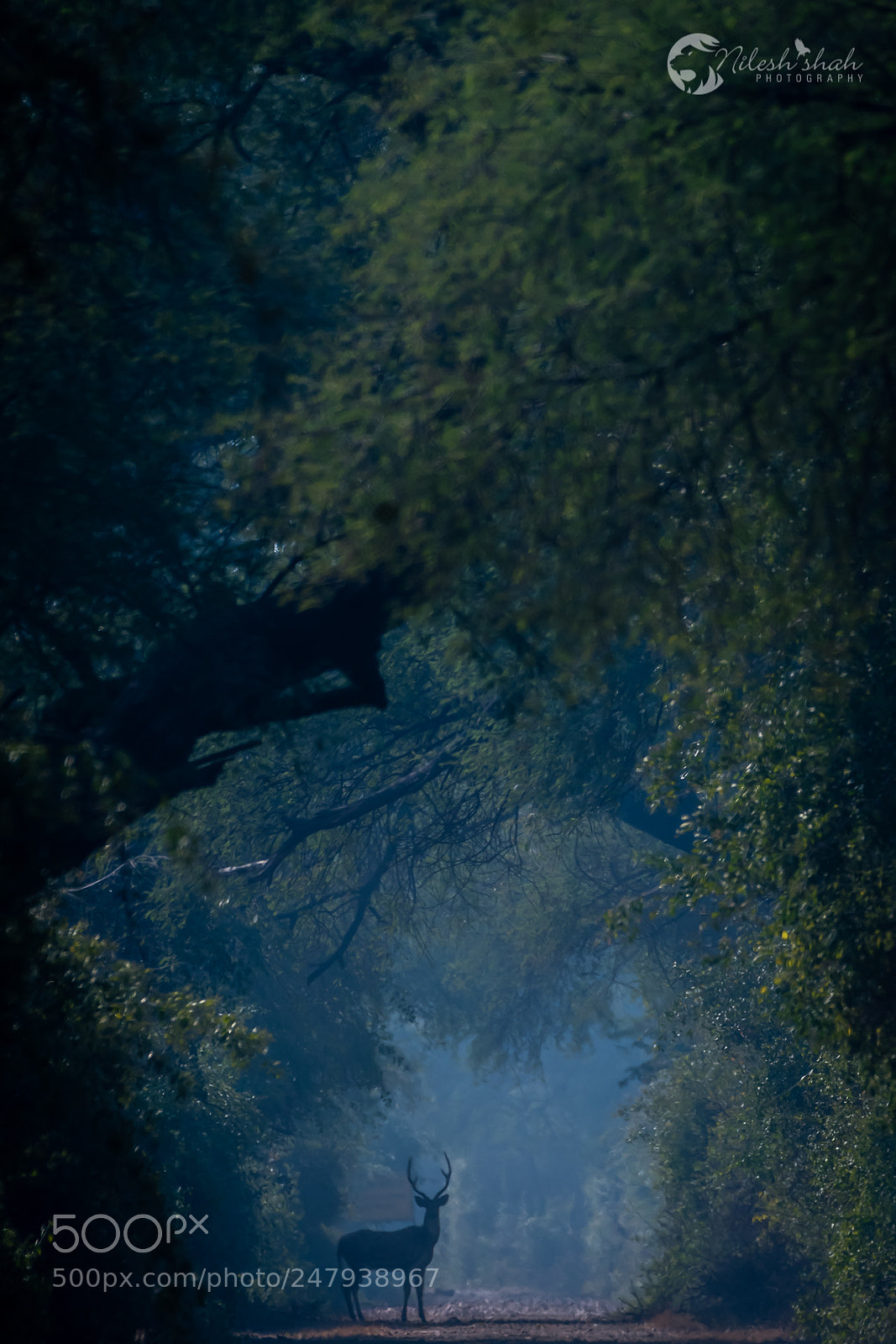 Nikon D500 sample photo. Forest , a place photography