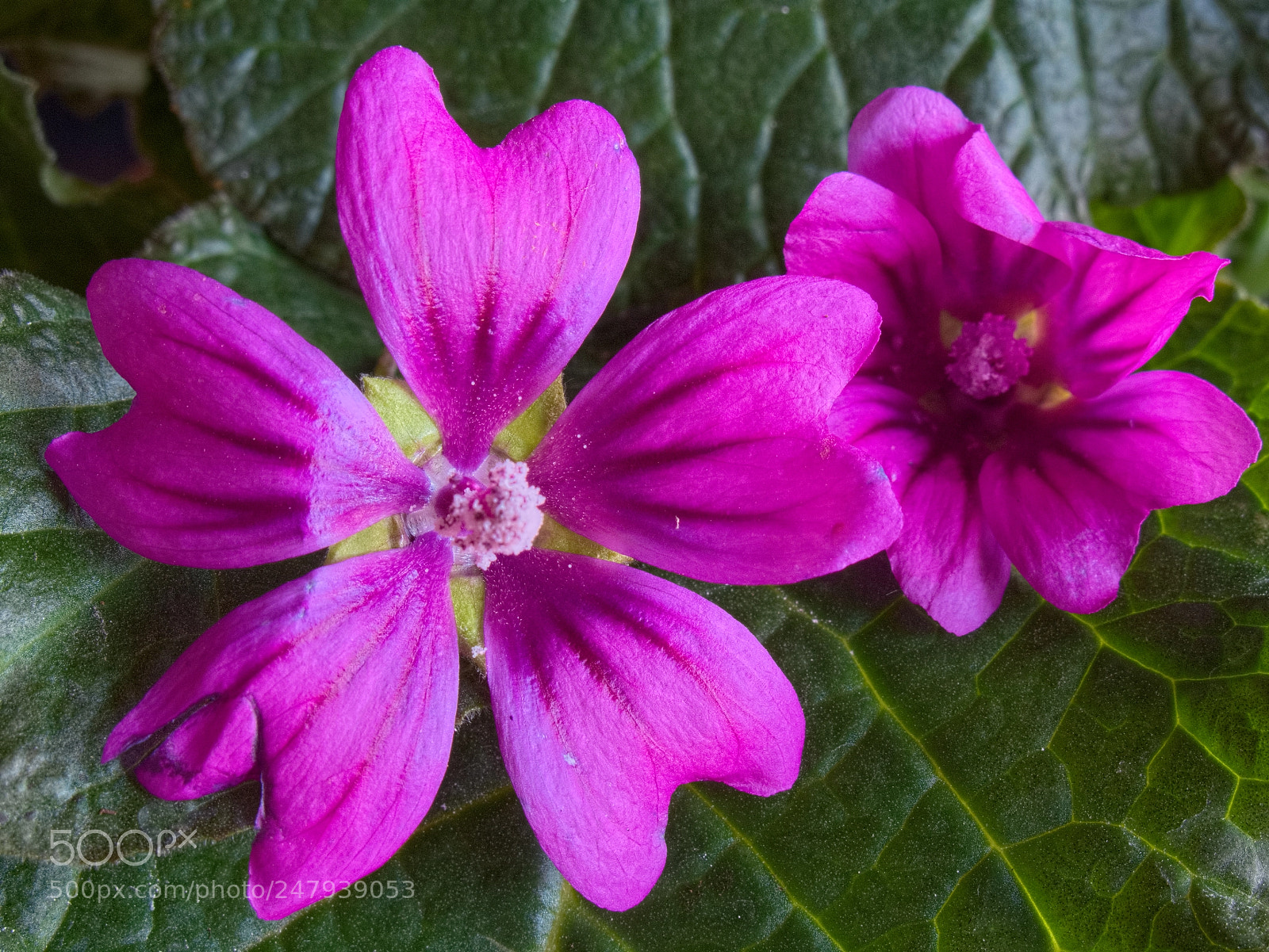 Canon PowerShot G10 sample photo. ...malva sylvestris photography