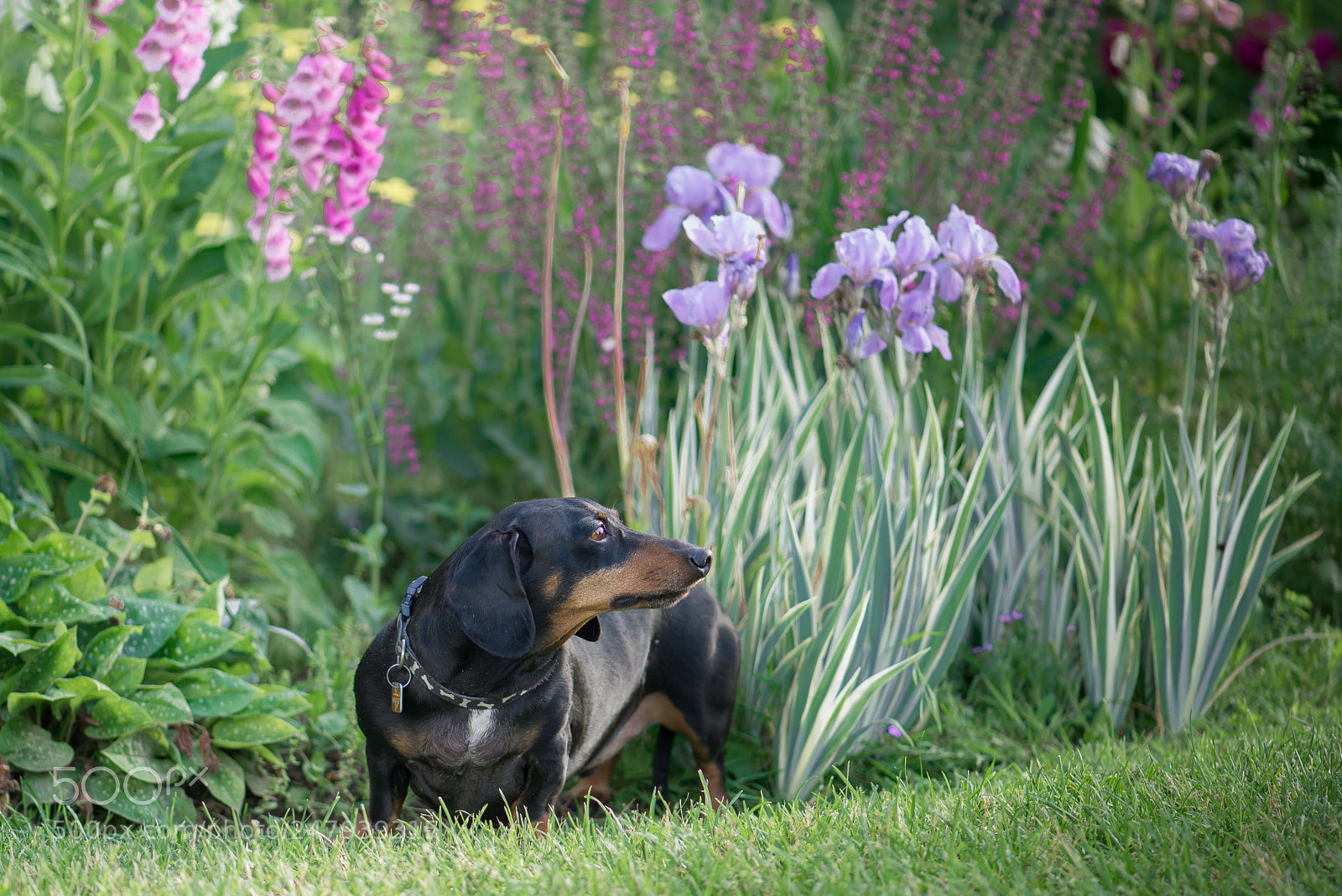 Nikon D800 sample photo. Puppy in a park photography