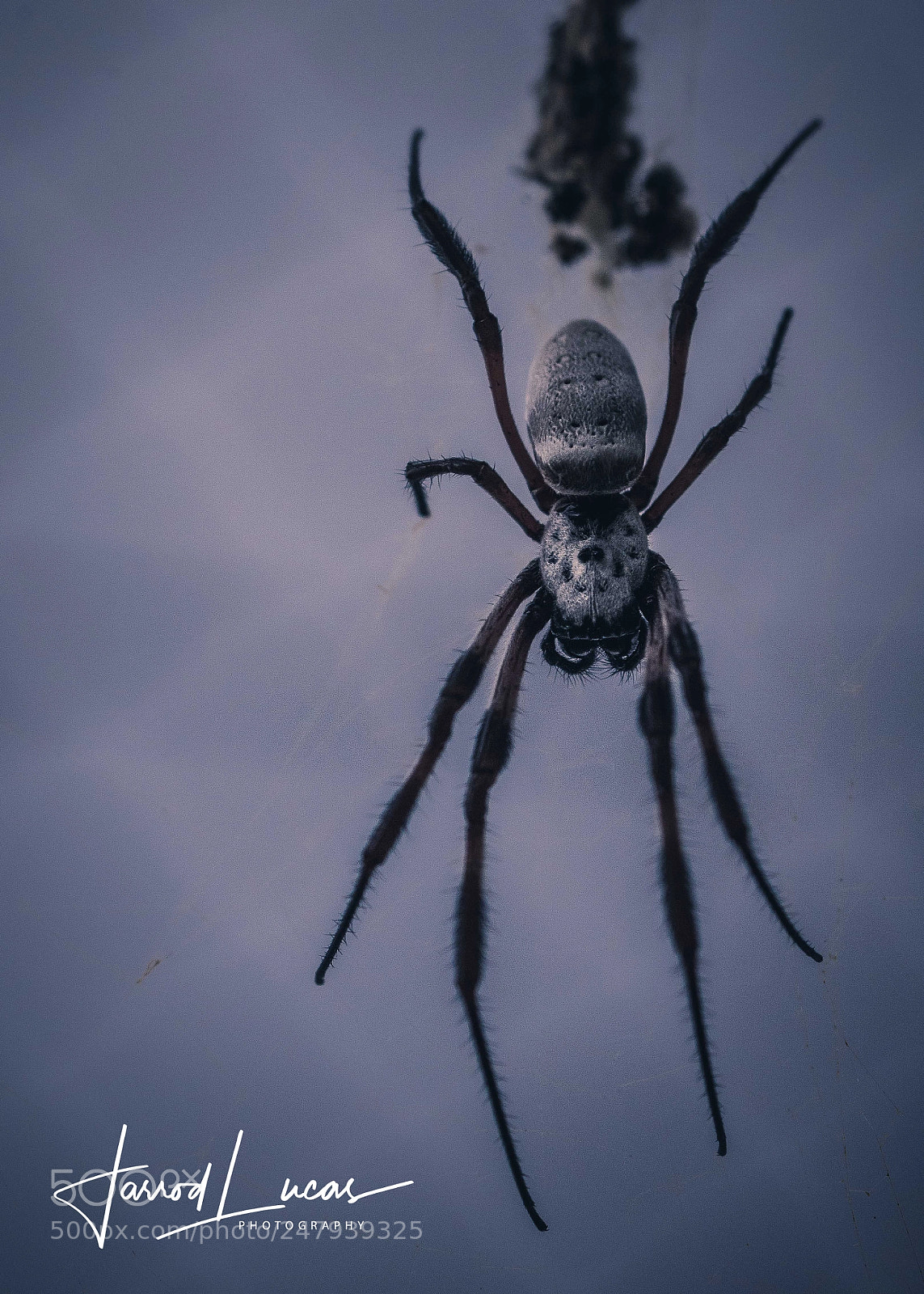 Canon EOS 7D Mark II sample photo. Golden orb spider photography