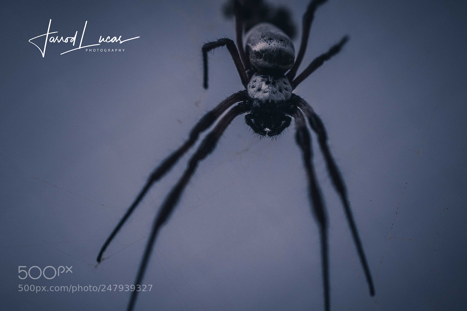 Canon EOS 7D Mark II sample photo. Golden orb spider photography