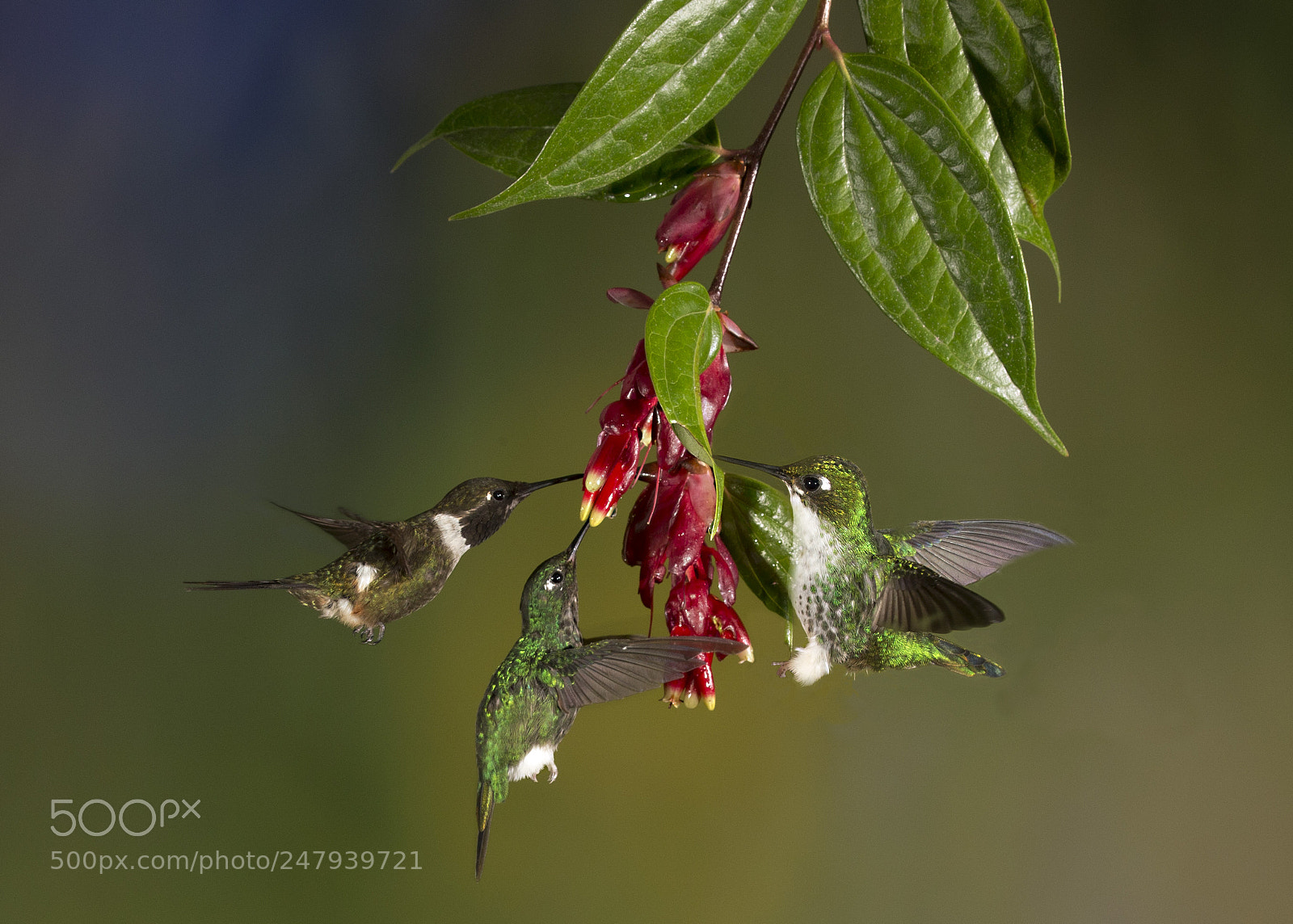 Canon EOS-1D X sample photo. Humming birds at tandayapa photography