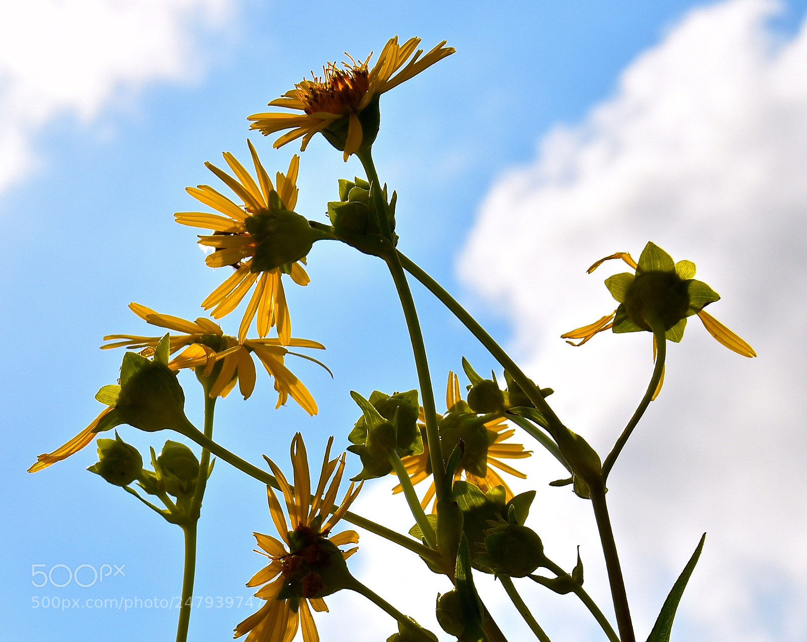 Nikon D5500 sample photo. Wildflowers photography
