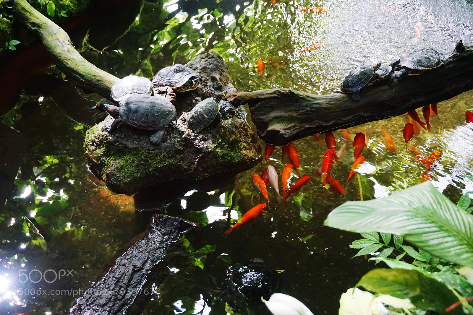 Sony a5100 sample photo. Turtles and fish photography