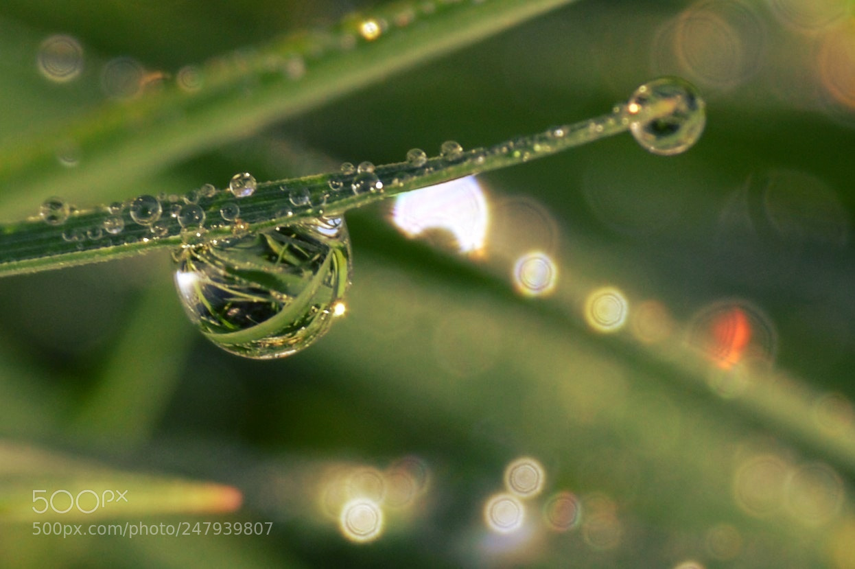 Nikon D3200 sample photo. Gouttes photography