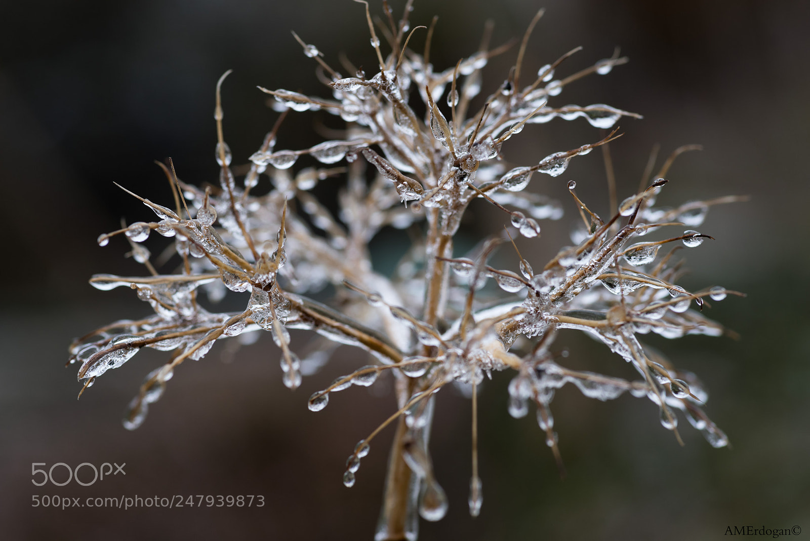 Pentax K-1 sample photo. After the snow photography
