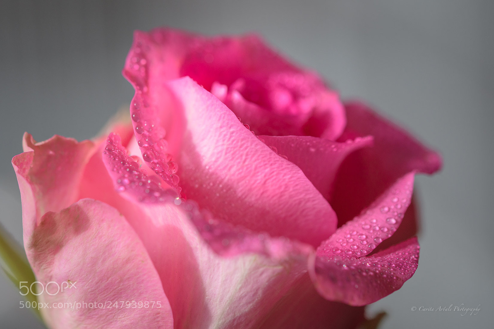 Nikon D500 sample photo. Rose bud photography
