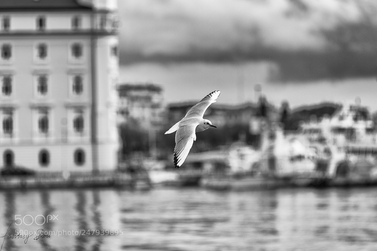Nikon Df sample photo. Seagull photography