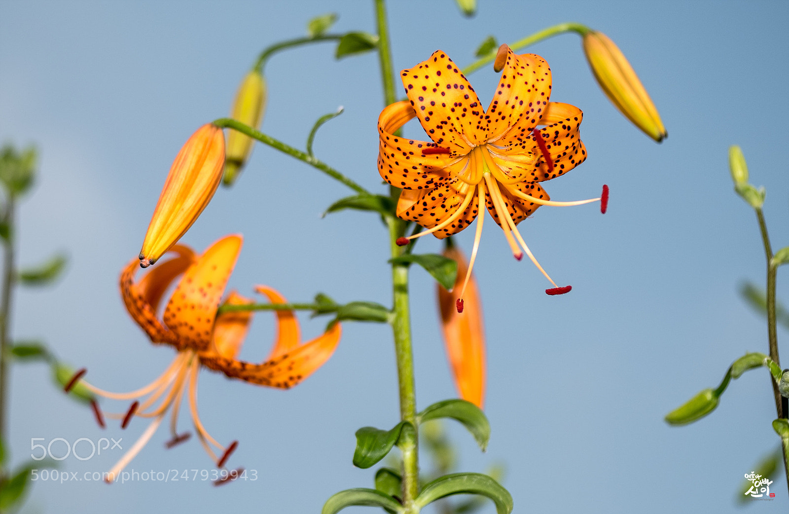 Fujifilm X-T2 sample photo. Tiger lily photography