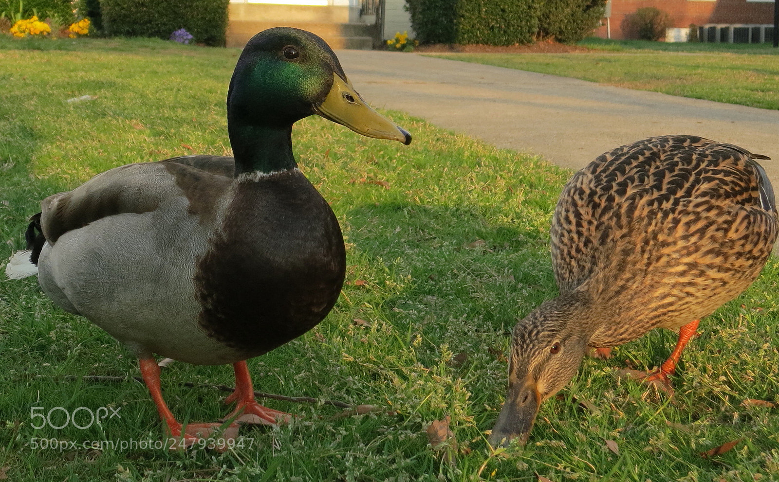 Canon PowerShot S100 sample photo. Friendly mallard ducks photography