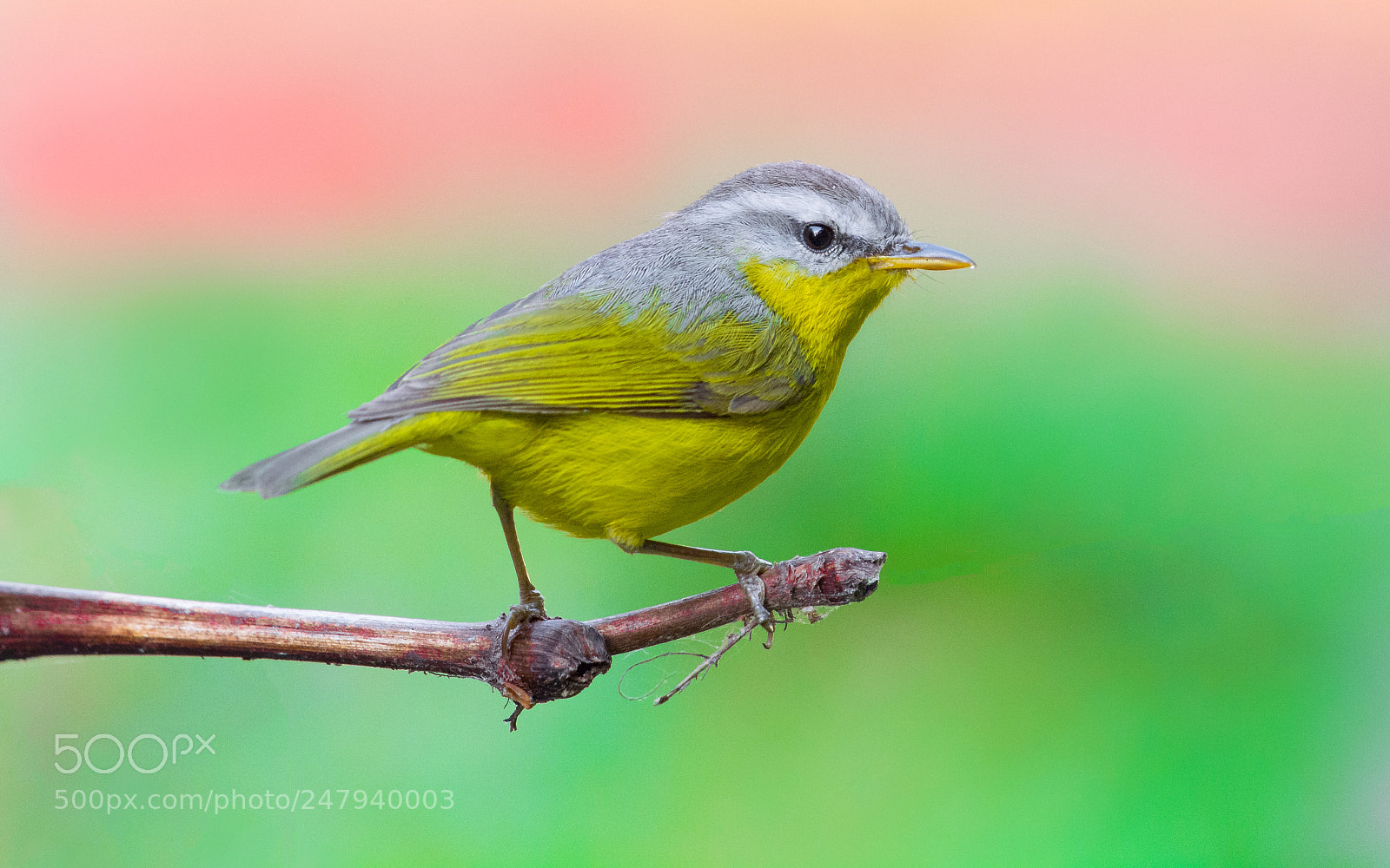 Nikon D5200 sample photo. Grey hooded warbler photography