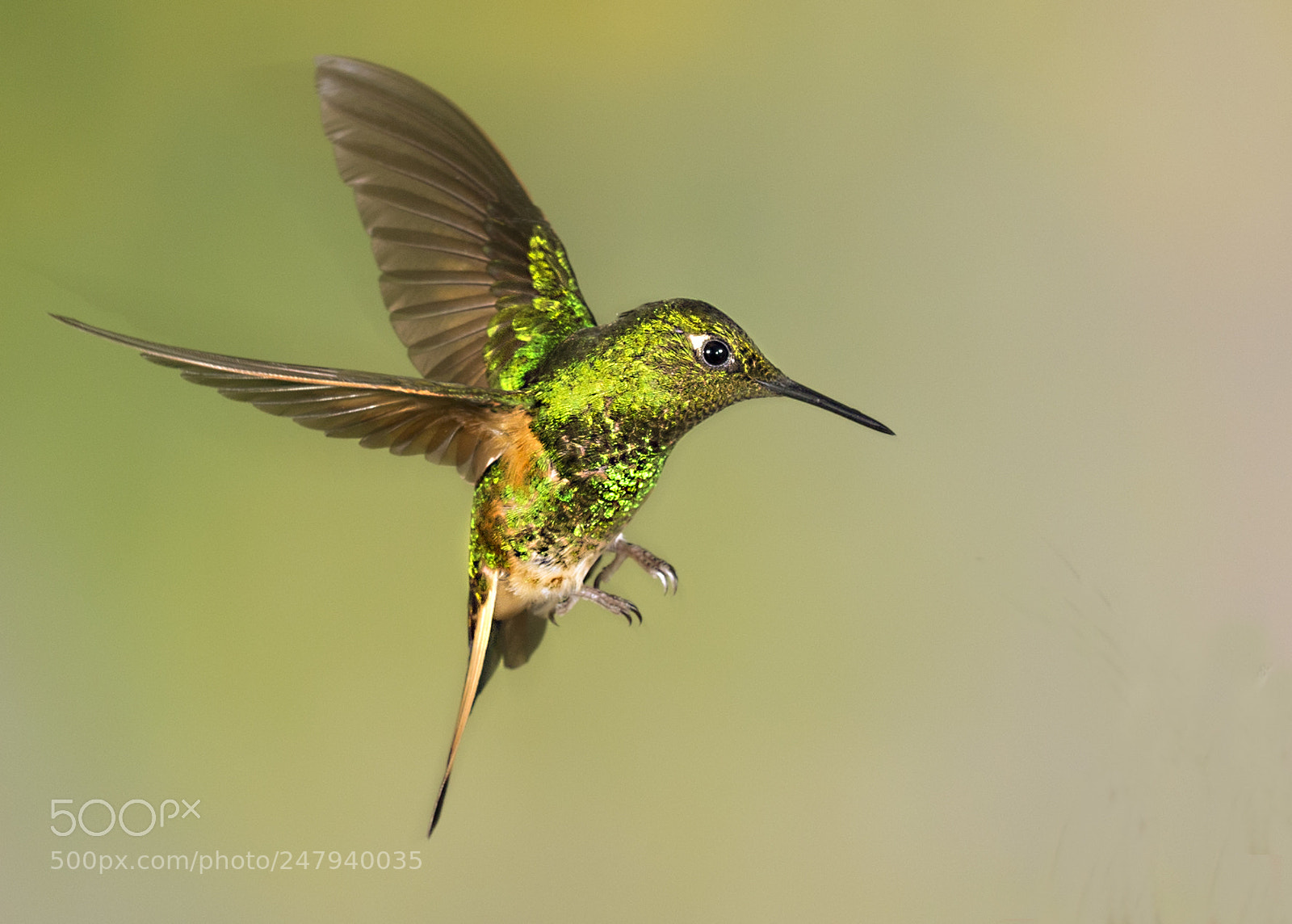 Canon EOS-1D X sample photo. Buff tailed coronet hovering photography