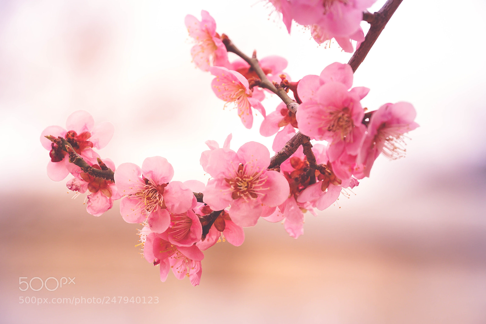 Sony a6000 sample photo. Flower cherry blossom photography