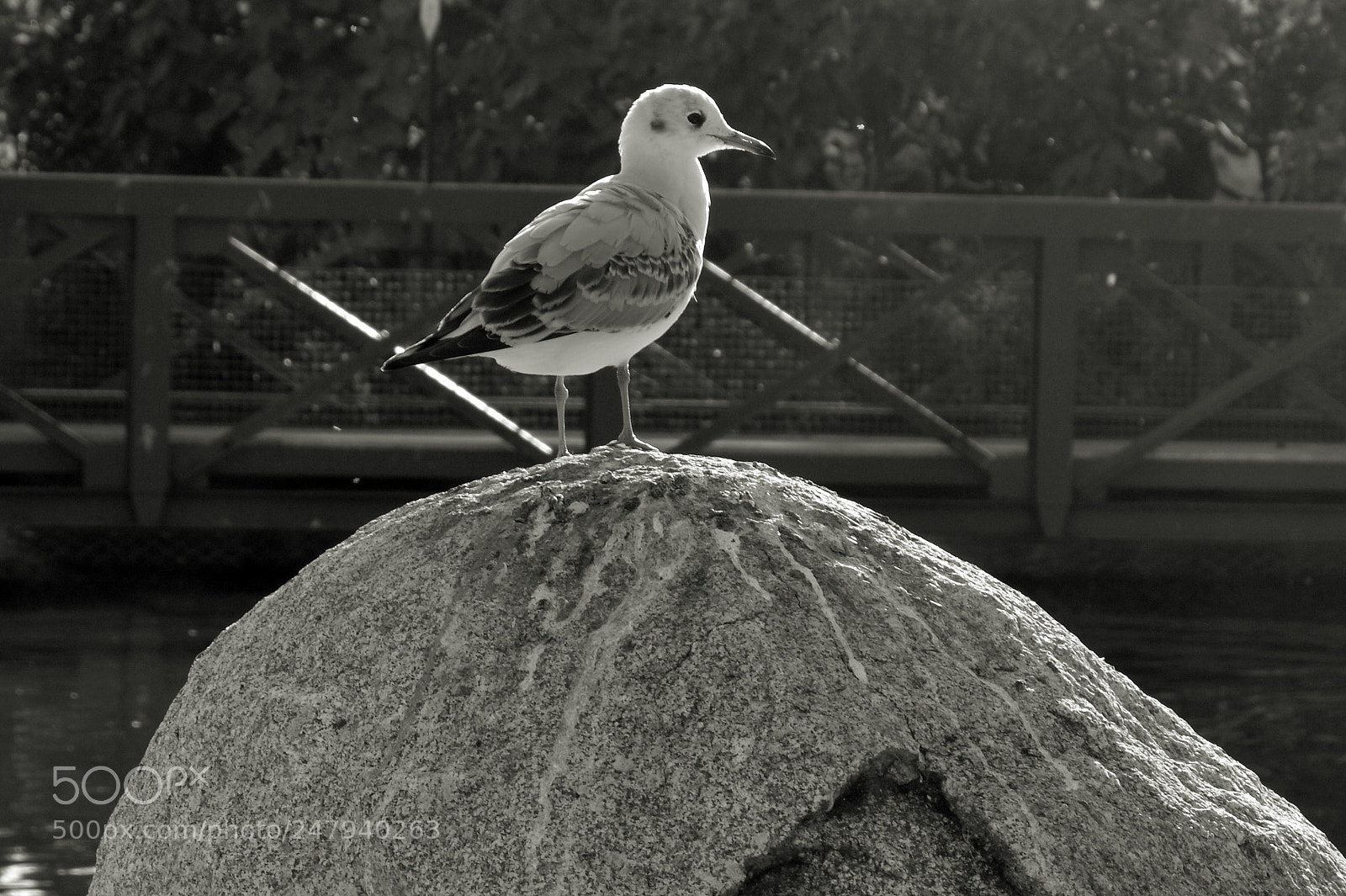 Nikon D3200 sample photo. Oiseau photography