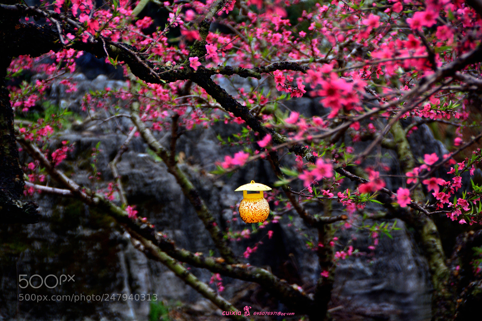 Nikon D5200 sample photo. The peach blossom in photography