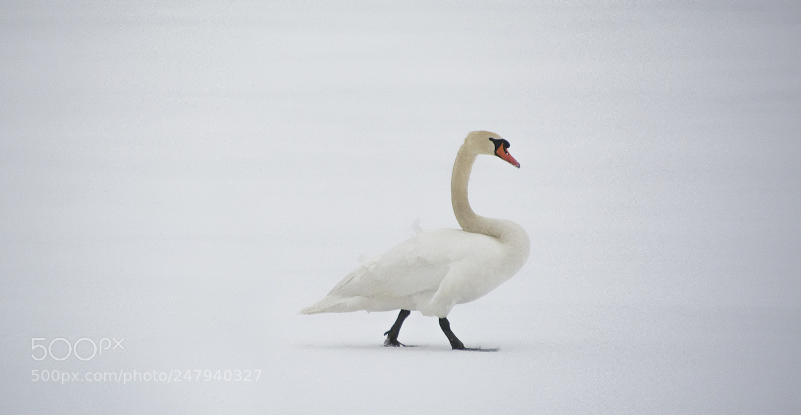 Nikon D7100 sample photo. Swan photography