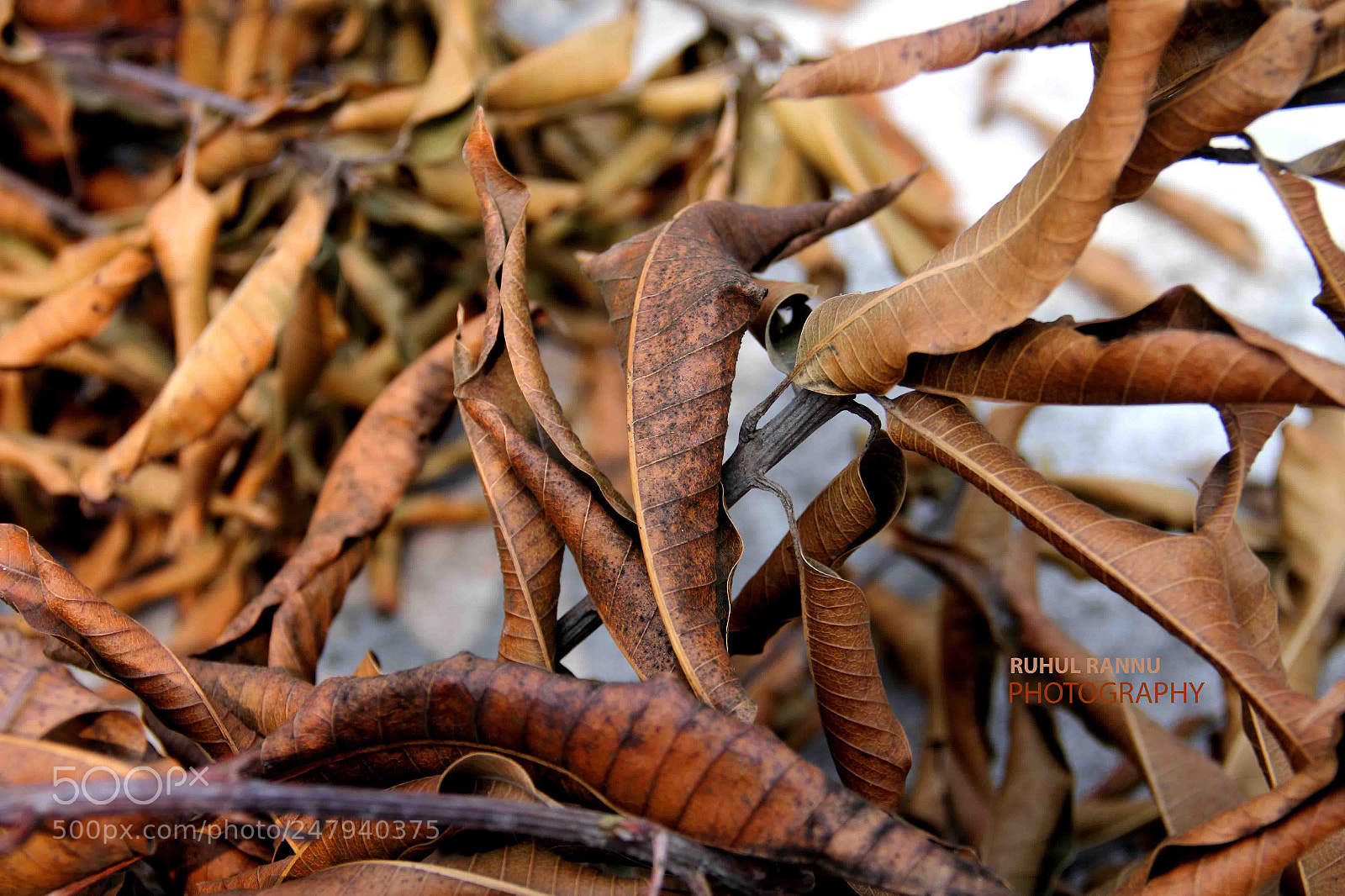 Canon EOS 60D sample photo. Dead leaf photography