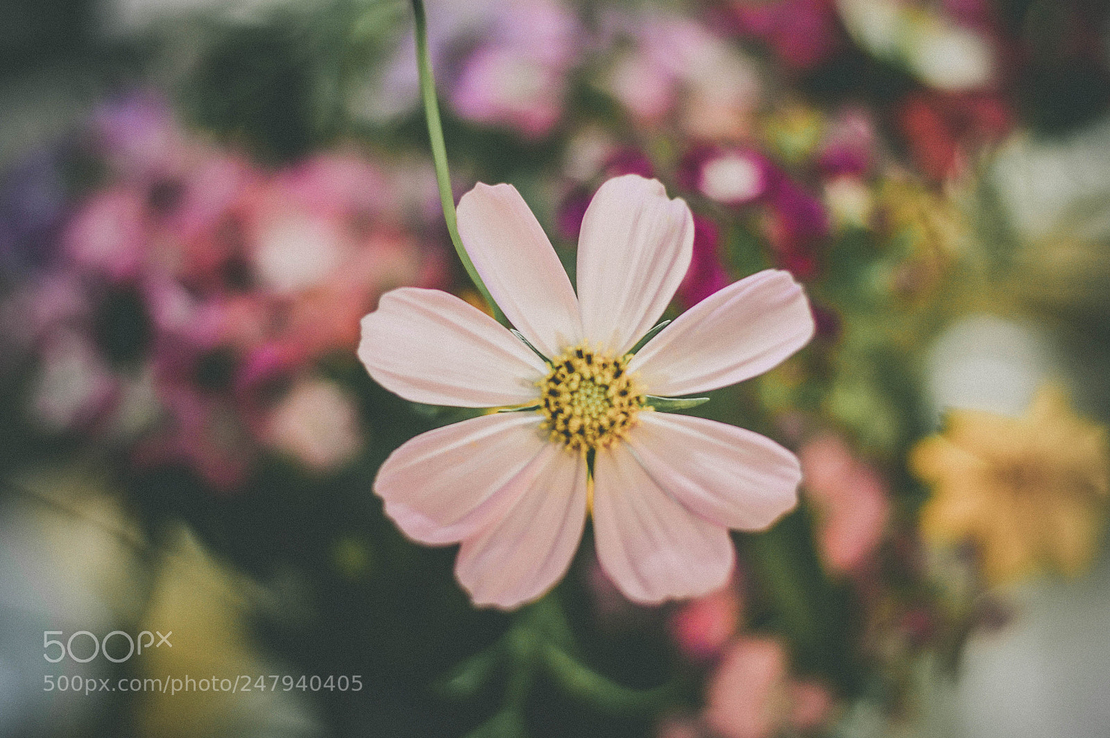Nikon D3200 sample photo. Flower photography