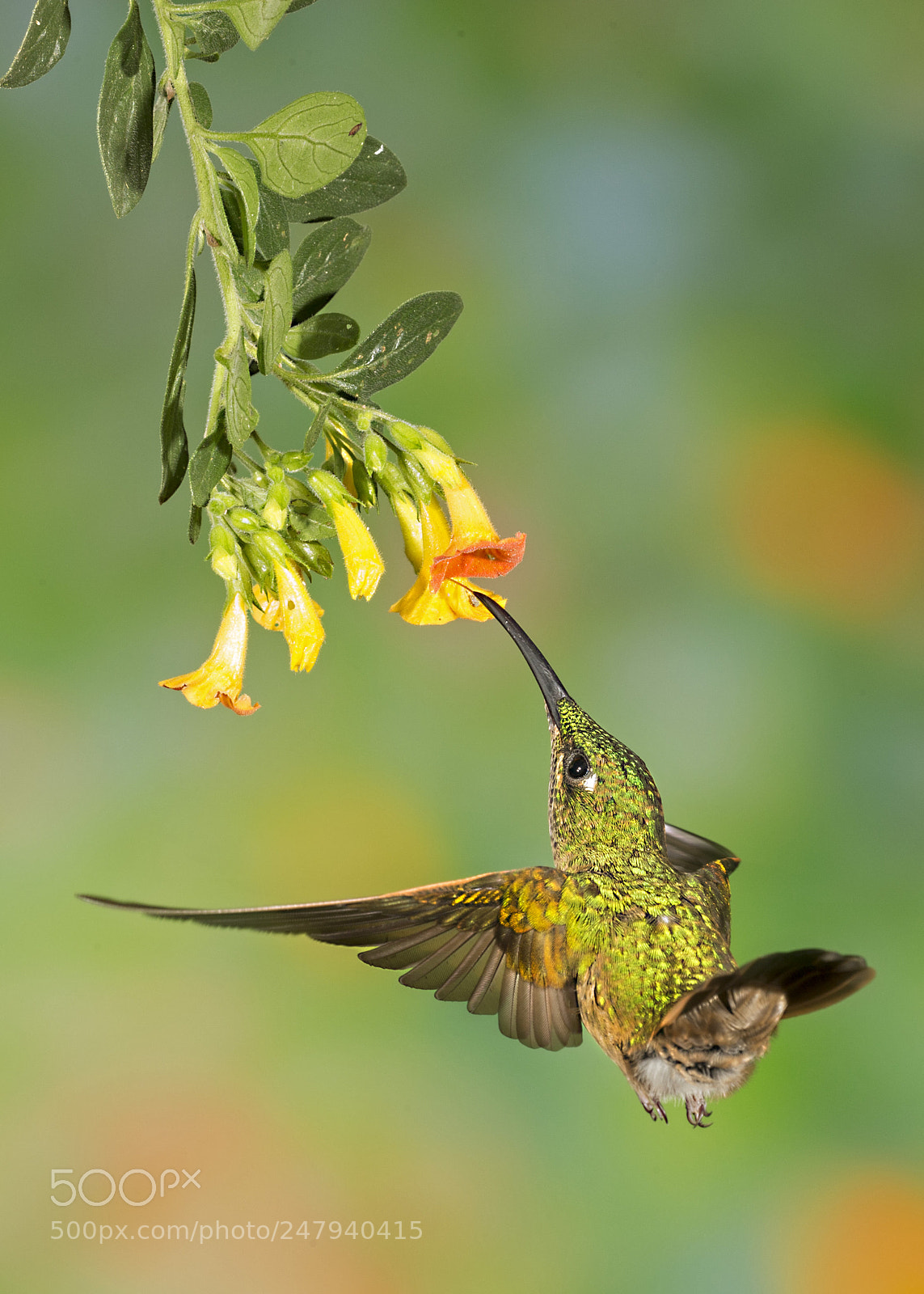 Canon EOS-1D X sample photo. Buff tailed coronet feeding photography