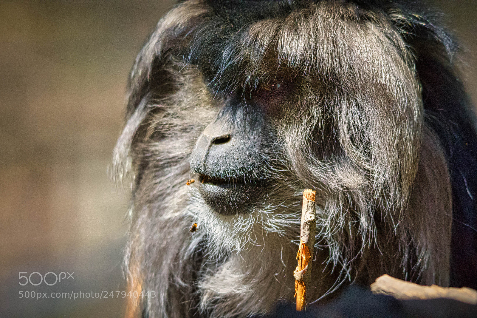 Nikon D7200 sample photo. Lion tailed macaque photography