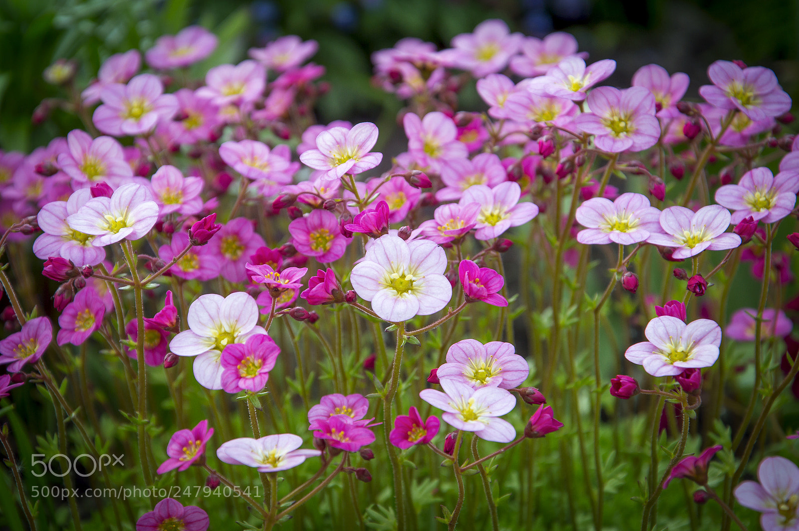 Nikon D3200 sample photo. Spring photography