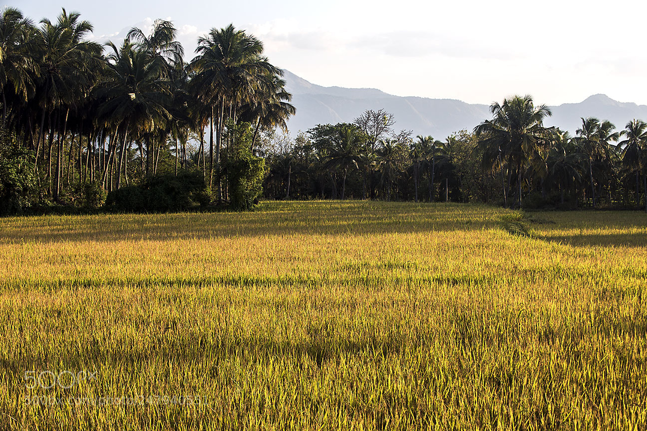 Nikon D810 sample photo. Nearing harvest photography