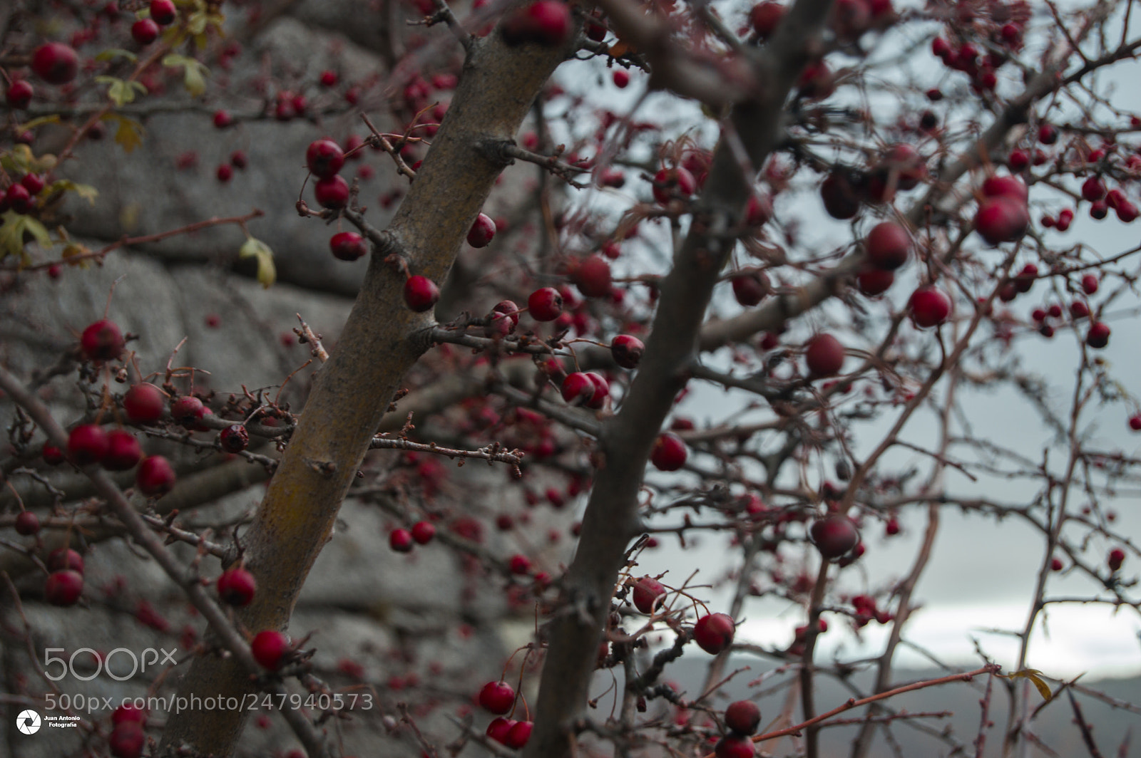 Nikon D3200 sample photo. Fruit? photography