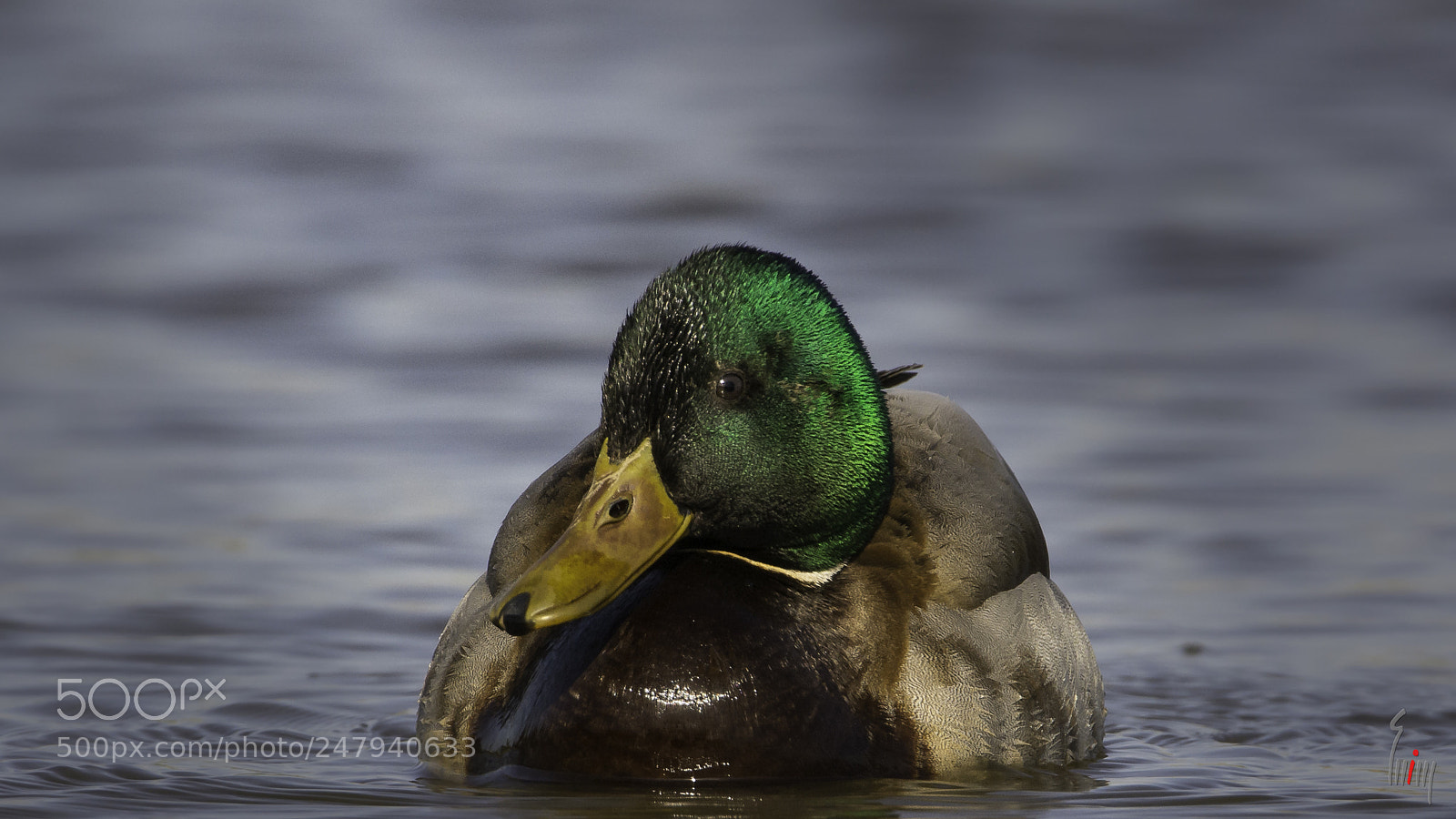 Nikon D7100 sample photo. Hello gorgeous photography