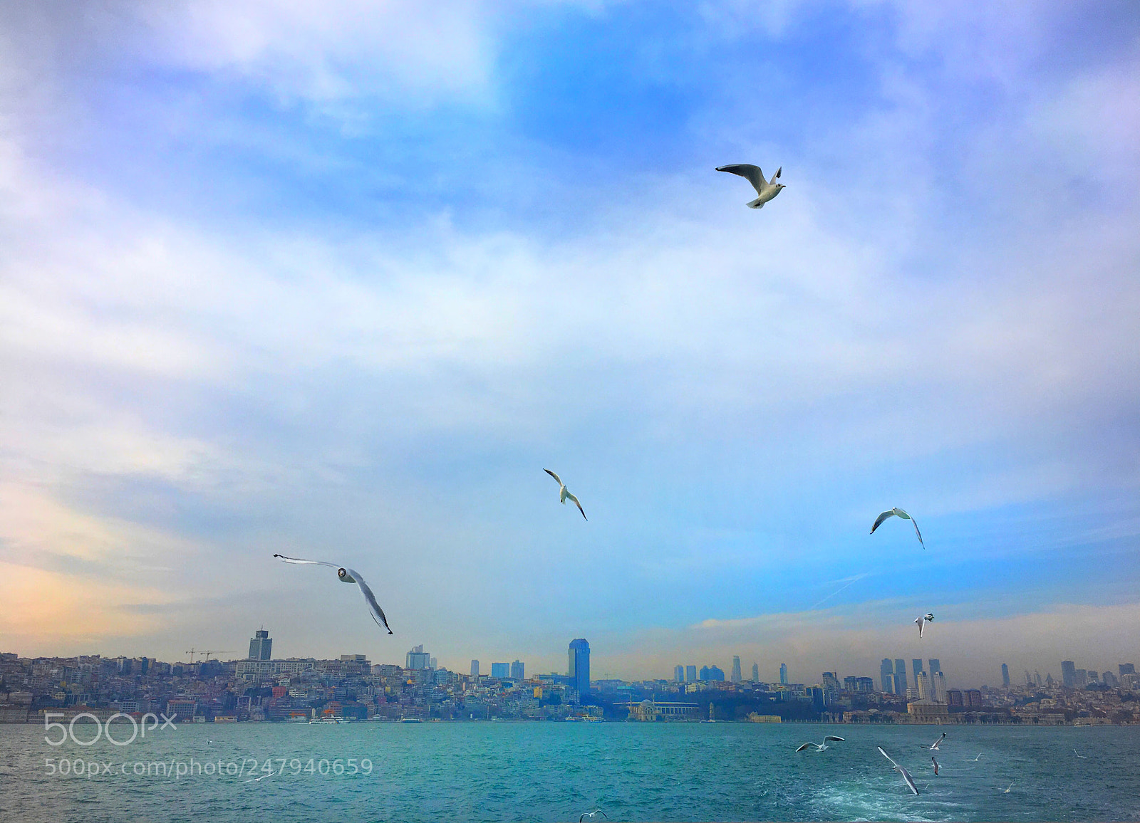 Apple iPhone 6s sample photo. The sound of seagulls photography